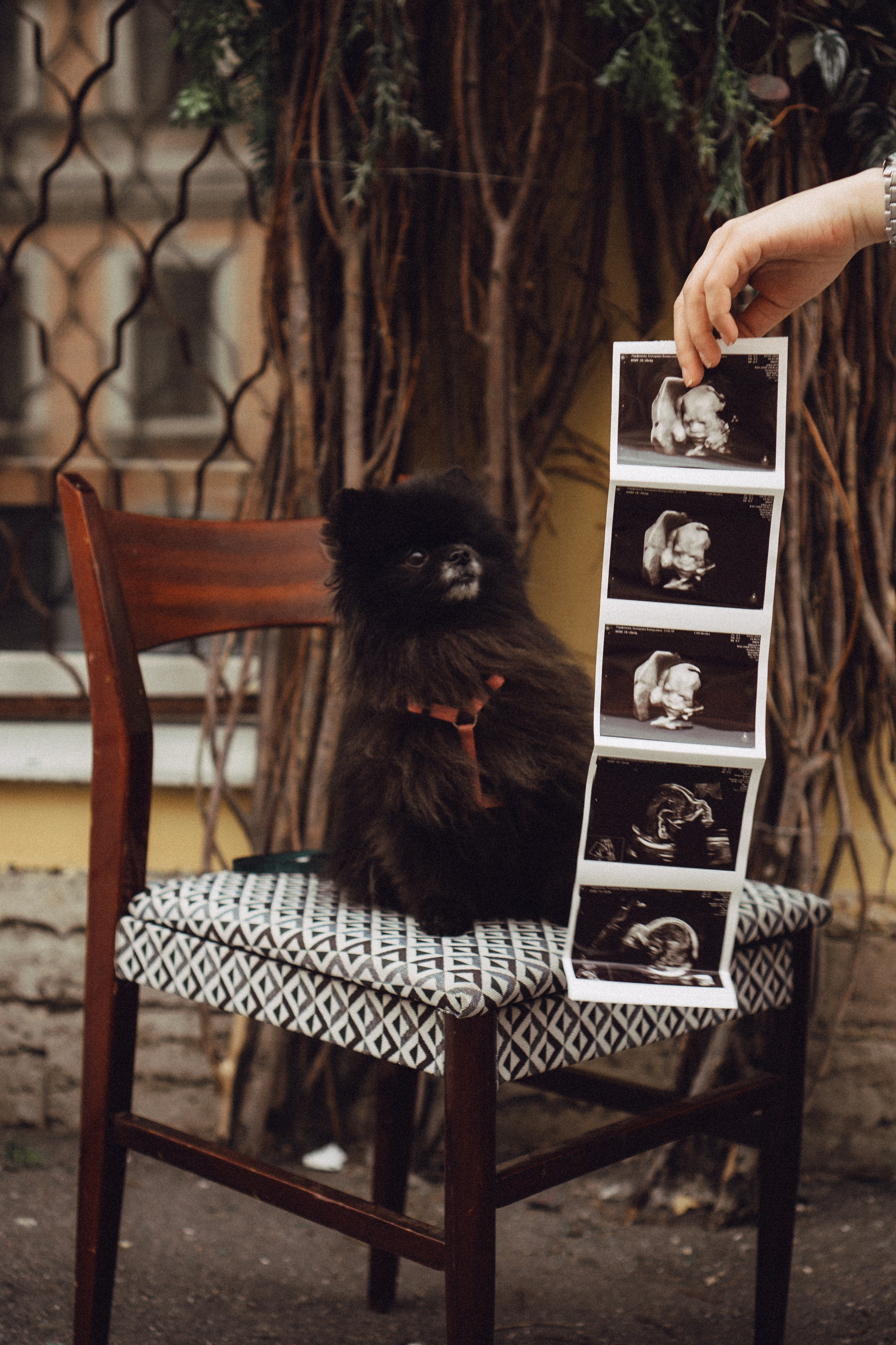 Беременность (только часть фото по желанию клиентов могу показать)). Профессиональный фотограф, Санкт-Петербург — Виктория Богомолова