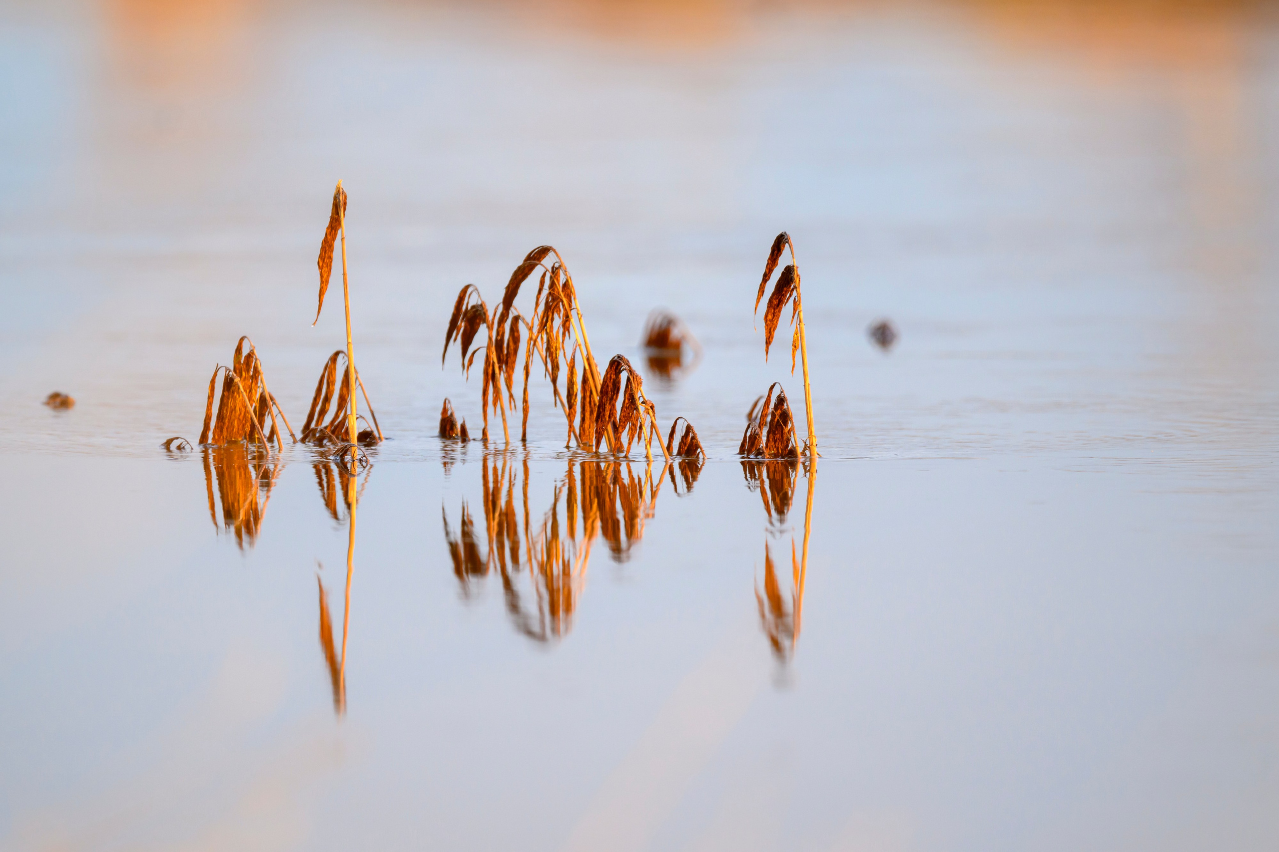 Гуси-лебеди. Фотограф Сергей Пупонин