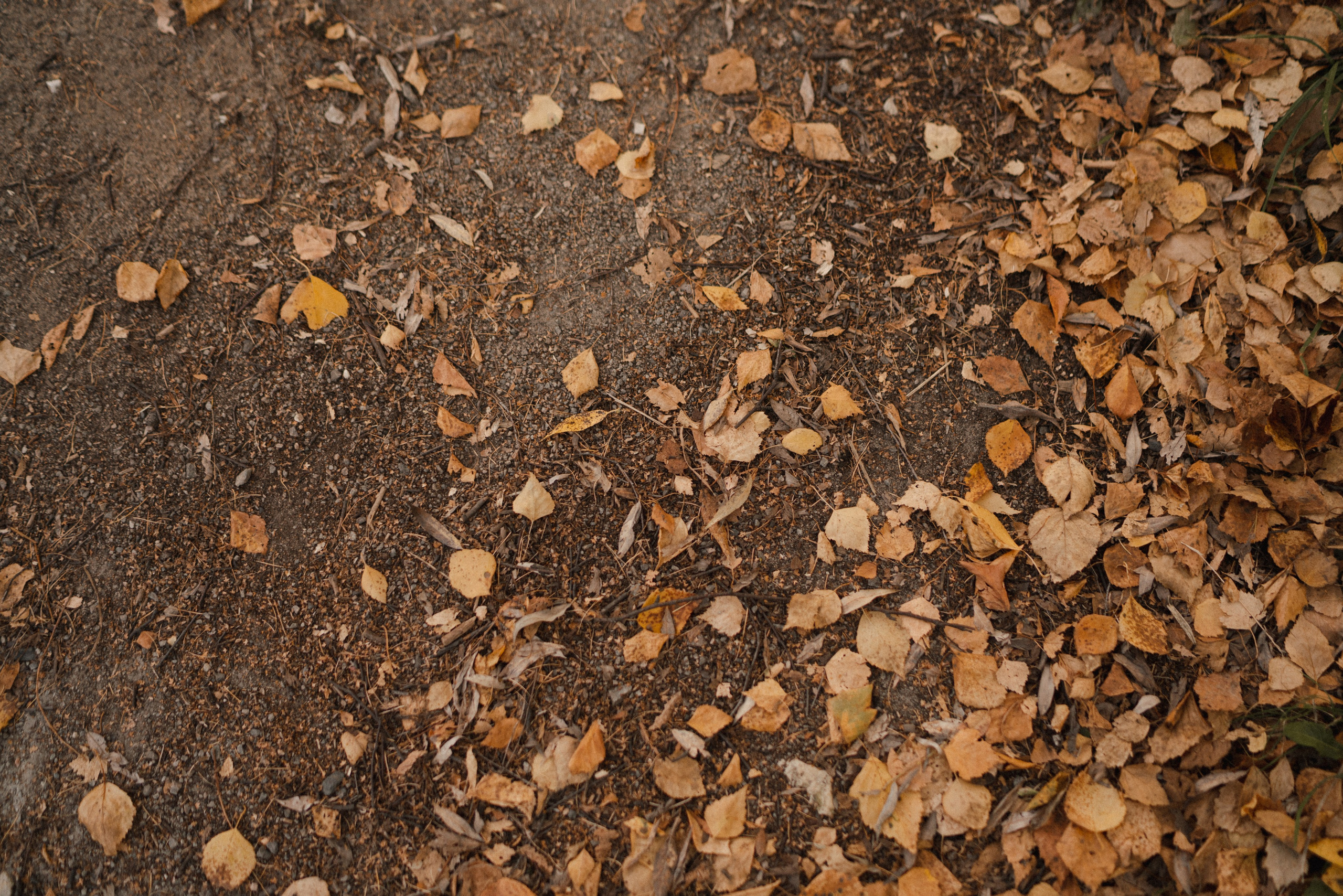 Дерево-брокколи. Фотограф Анна Кобазева, Москва