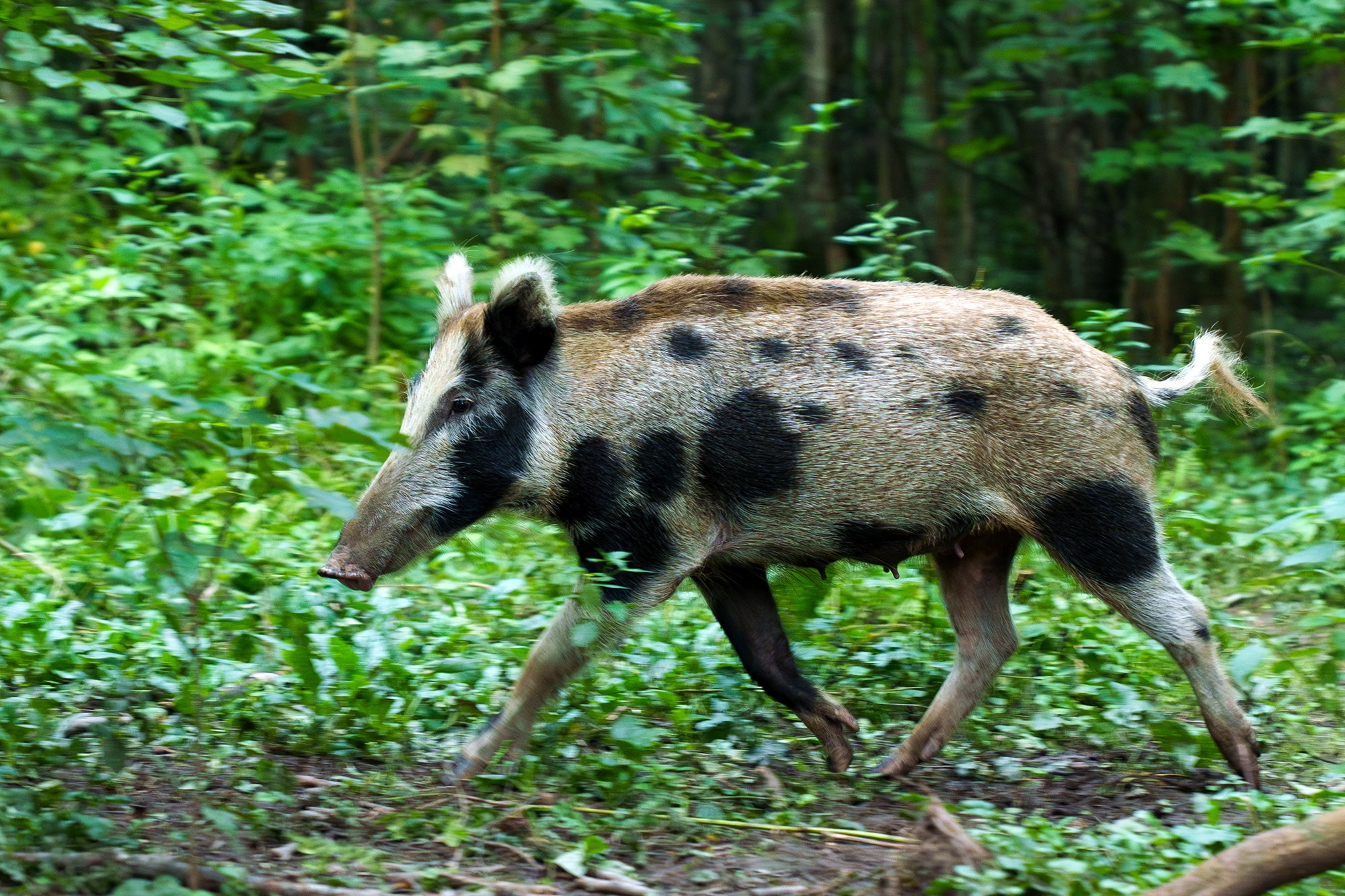 Животные. Ваш личный фотограф Марина Волкова
