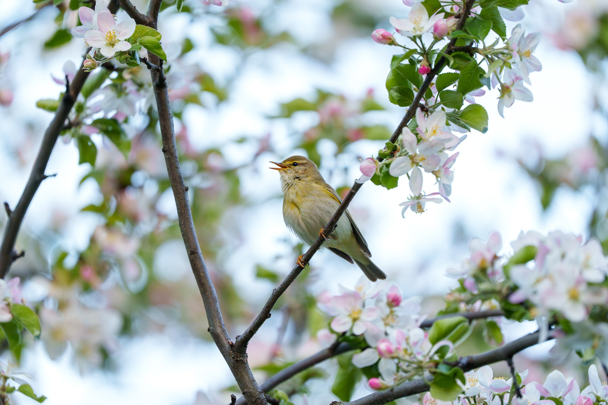 Удивительные мир птиц. Вокруг нас столько прекрасного — присмотритесь!. Ваш личный фотограф Марина Волкова
