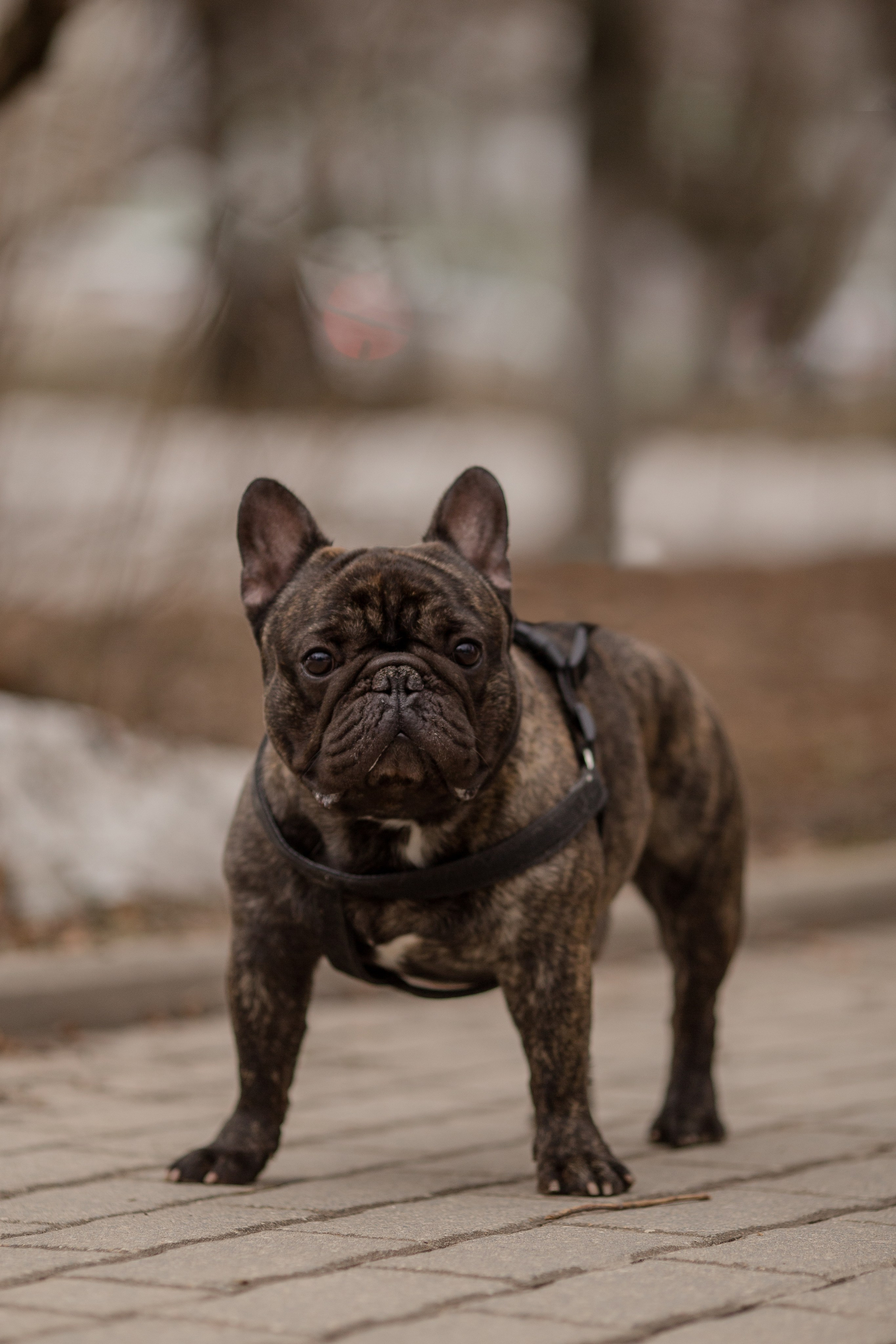 Фото французского бульдога