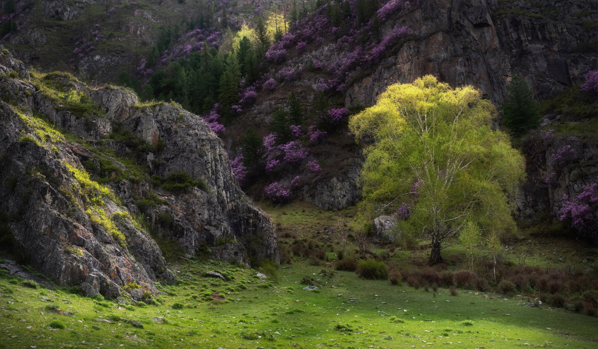 Укромный уголок. Распустившая листья берёза на фоне маральника, Онгудайский район, май 2023