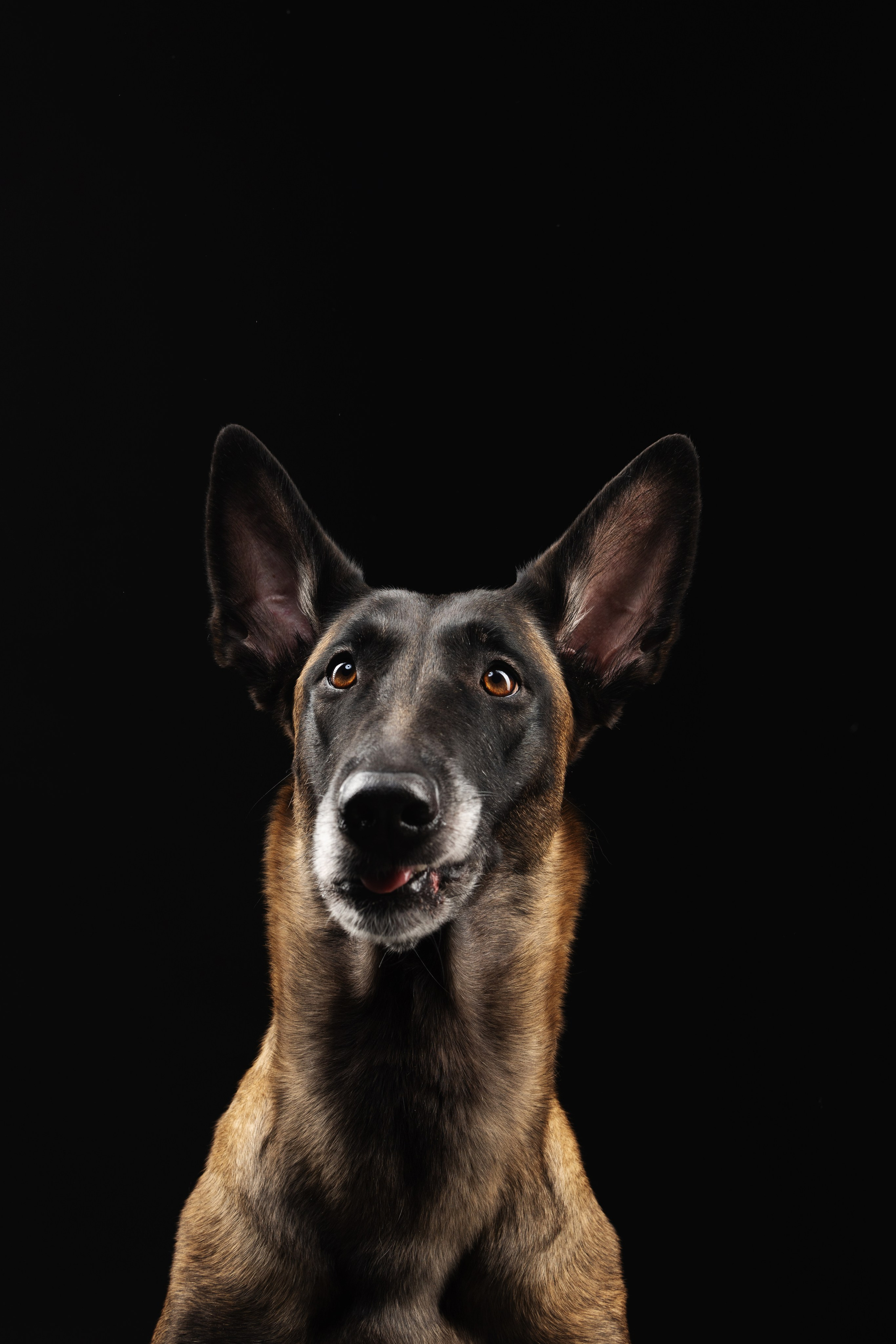 Жара и Делфи. Фотограф анималист Осипчикова Мария