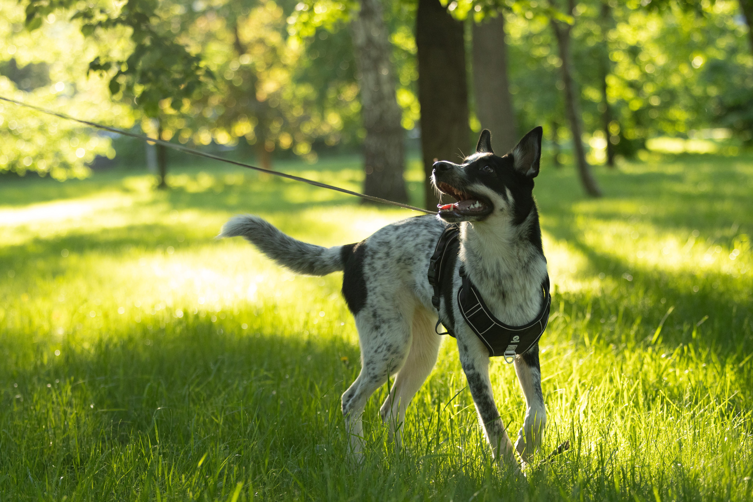 Ваши фотографии. Фотограф анималист Осипчикова Мария