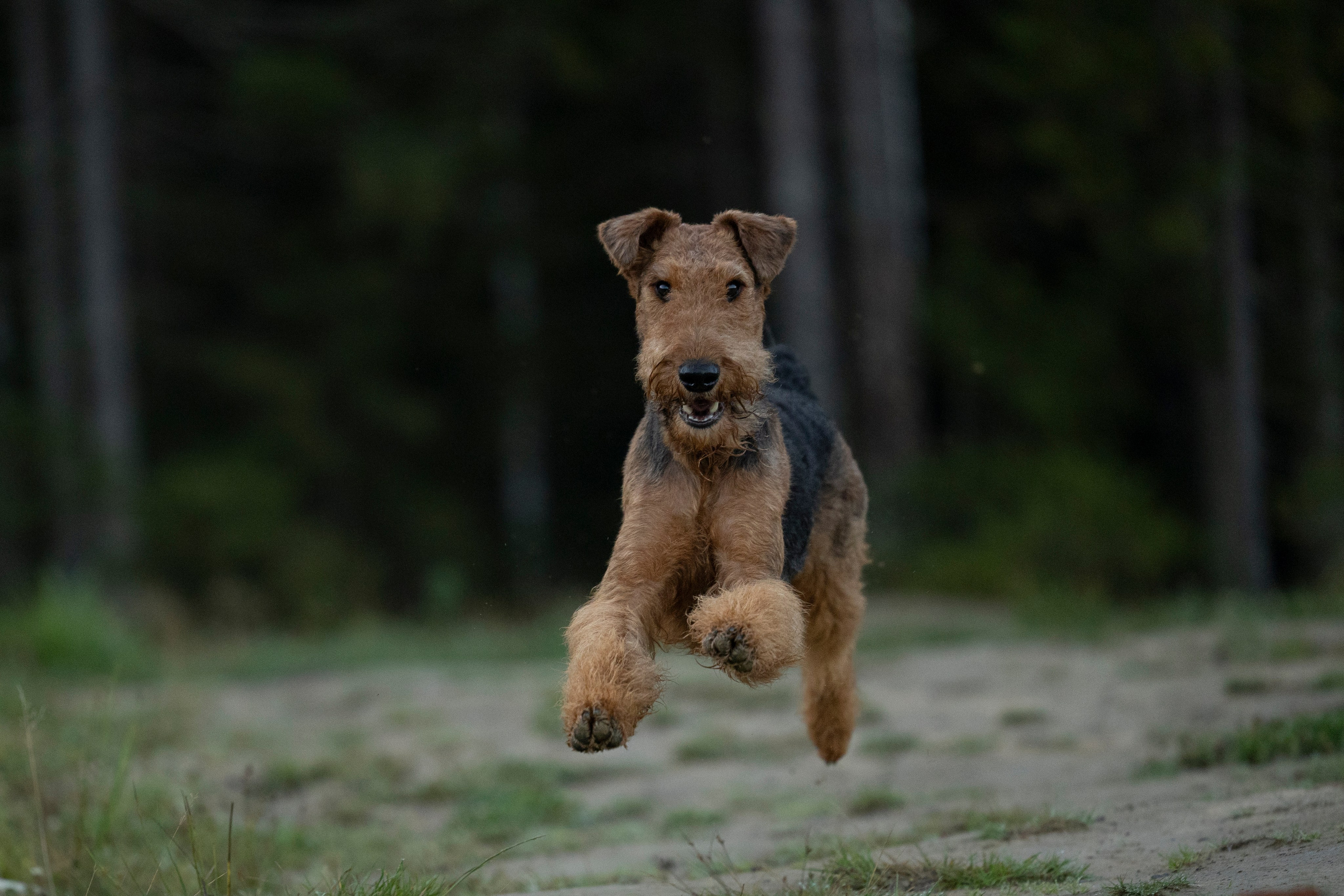 Харди. Фотограф-анималист Анна Маринич