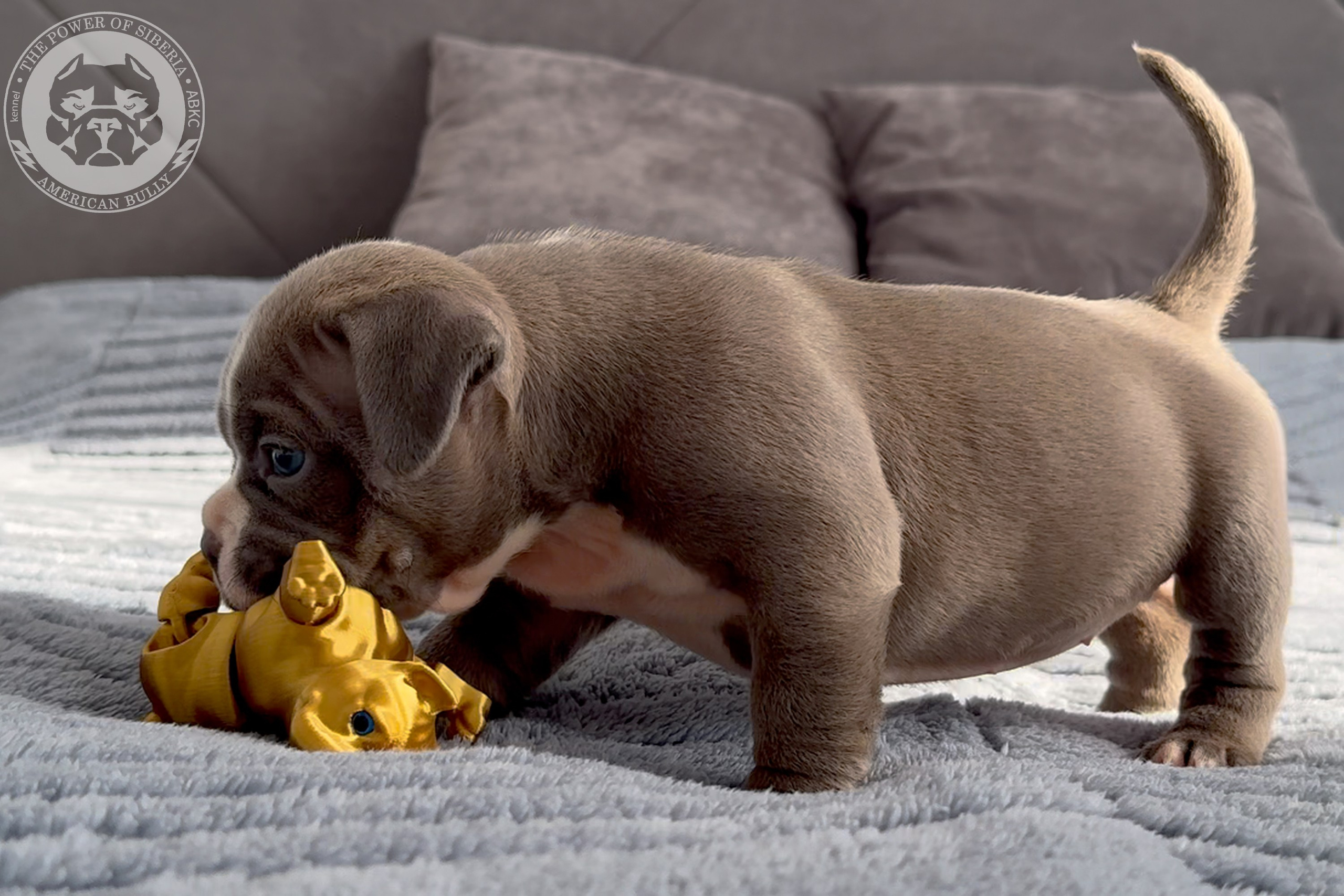 Свободные щенки Американский Булли стандарт и Свободные щенки Американский Булли классик. Американский Булли в г. Ростов-на-Дону. Питомник THE POWER OF SIBERIA