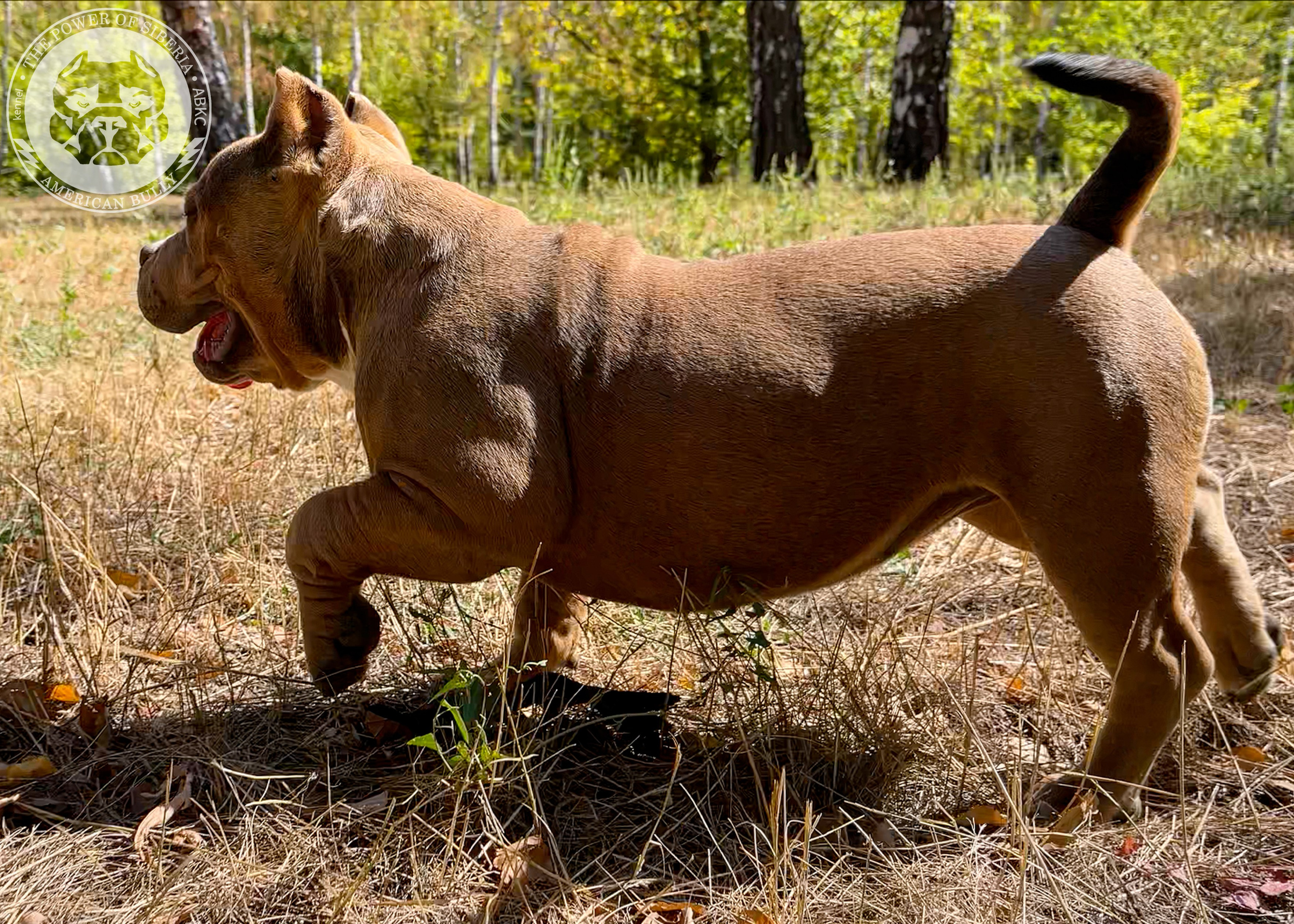 Помет Каспер и Тагира. 21.04.25. Американский Булли в г. Ростов-на-Дону. Питомник THE POWER OF SIBERIA