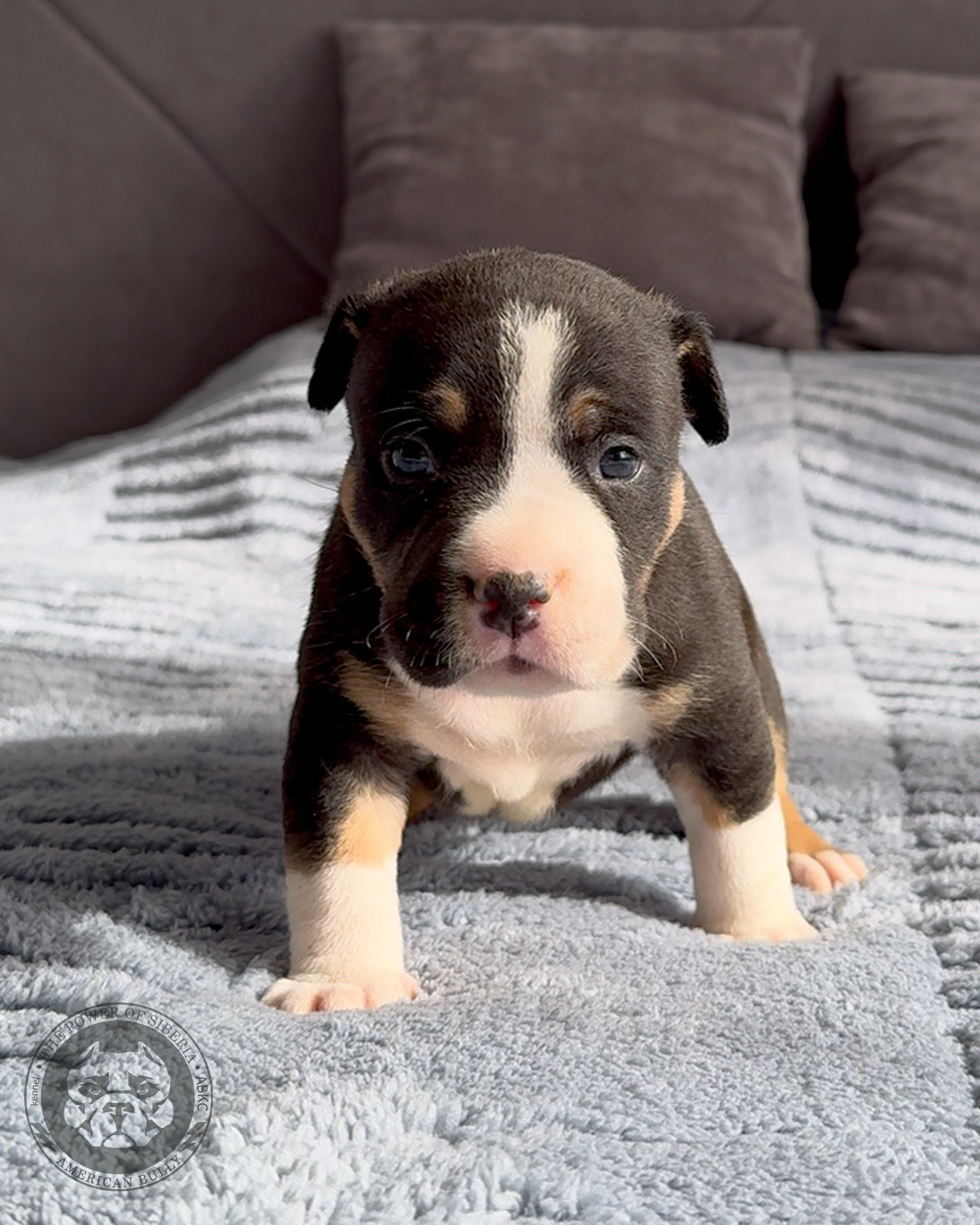Свободные щенки Американский Булли стандарт и Свободные щенки Американский Булли классик. Американский Булли в г. Ростов-на-Дону. Питомник THE POWER OF SIBERIA