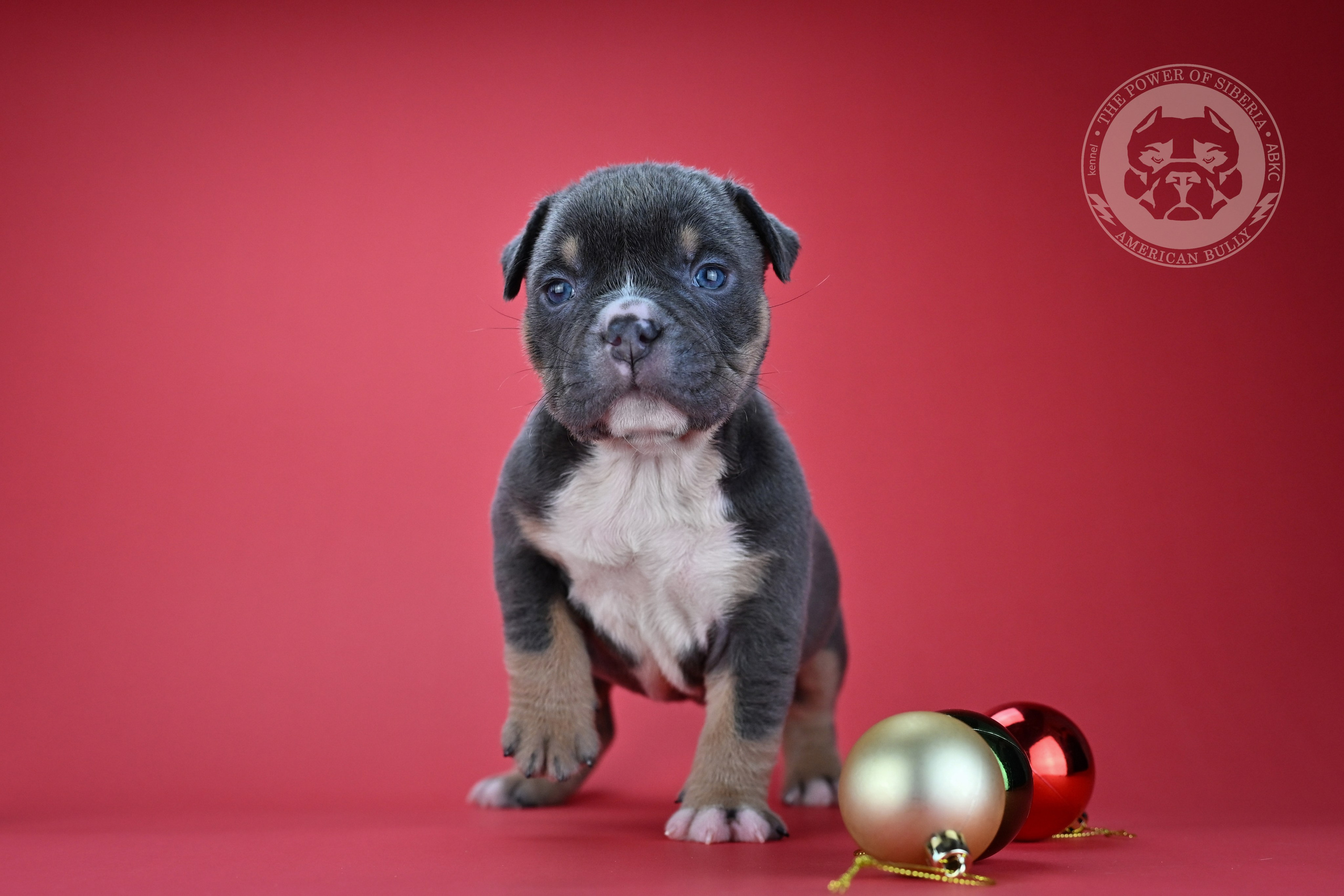 Свободные щенки «Покет». Американский Булли в г. Ростов-на-Дону. Питомник THE POWER OF SIBERIA