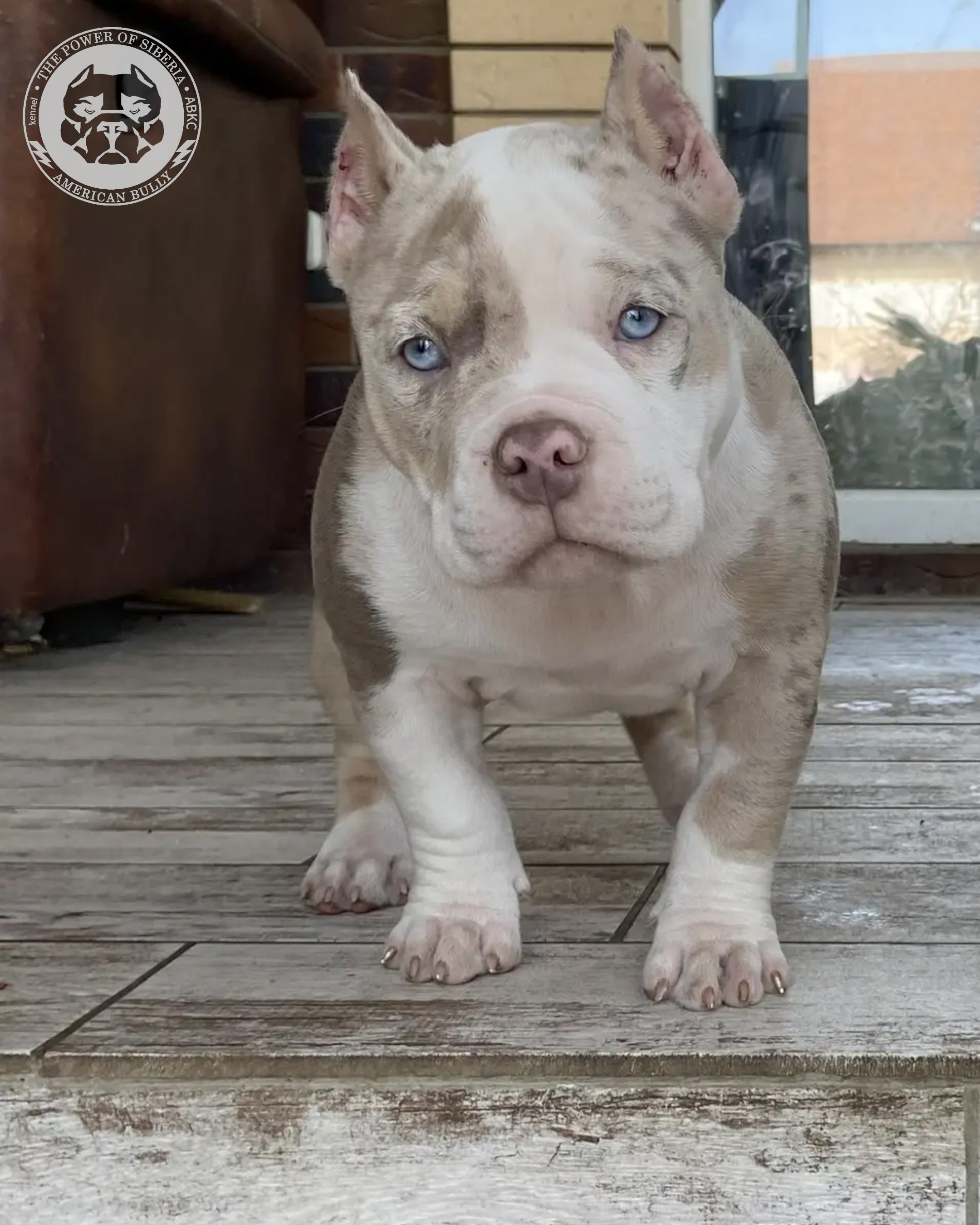 Свободные щенки Американский Булли, в типах покет, классик, стандарт. Американский Булли в г. Ростов-на-Дону. Питомник THE POWER OF SIBERIA