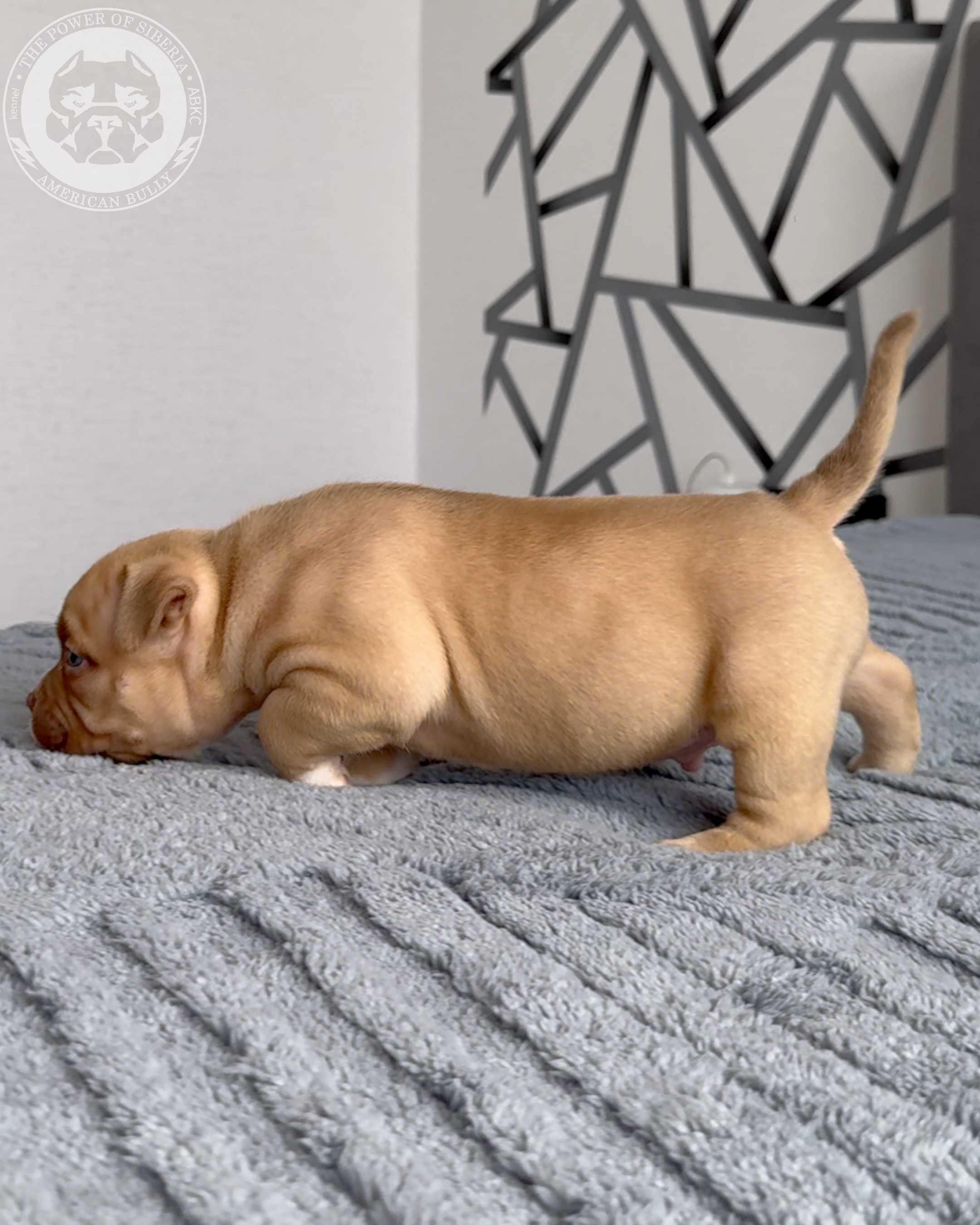 Свободные щенки Американский Булли, в типах покет, классик, стандарт. Американский Булли в г. Ростов-на-Дону. Питомник THE POWER OF SIBERIA