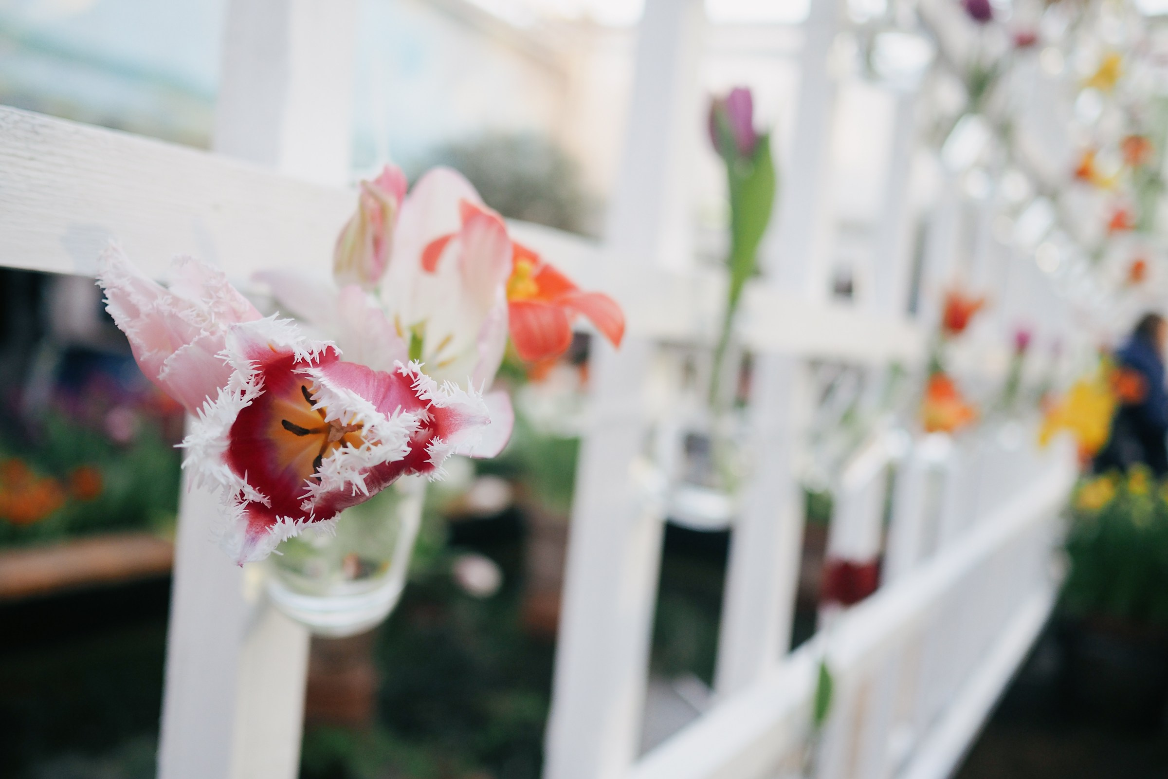 Аптекарский огород. Маруся Машкова • Фотограф в Москве