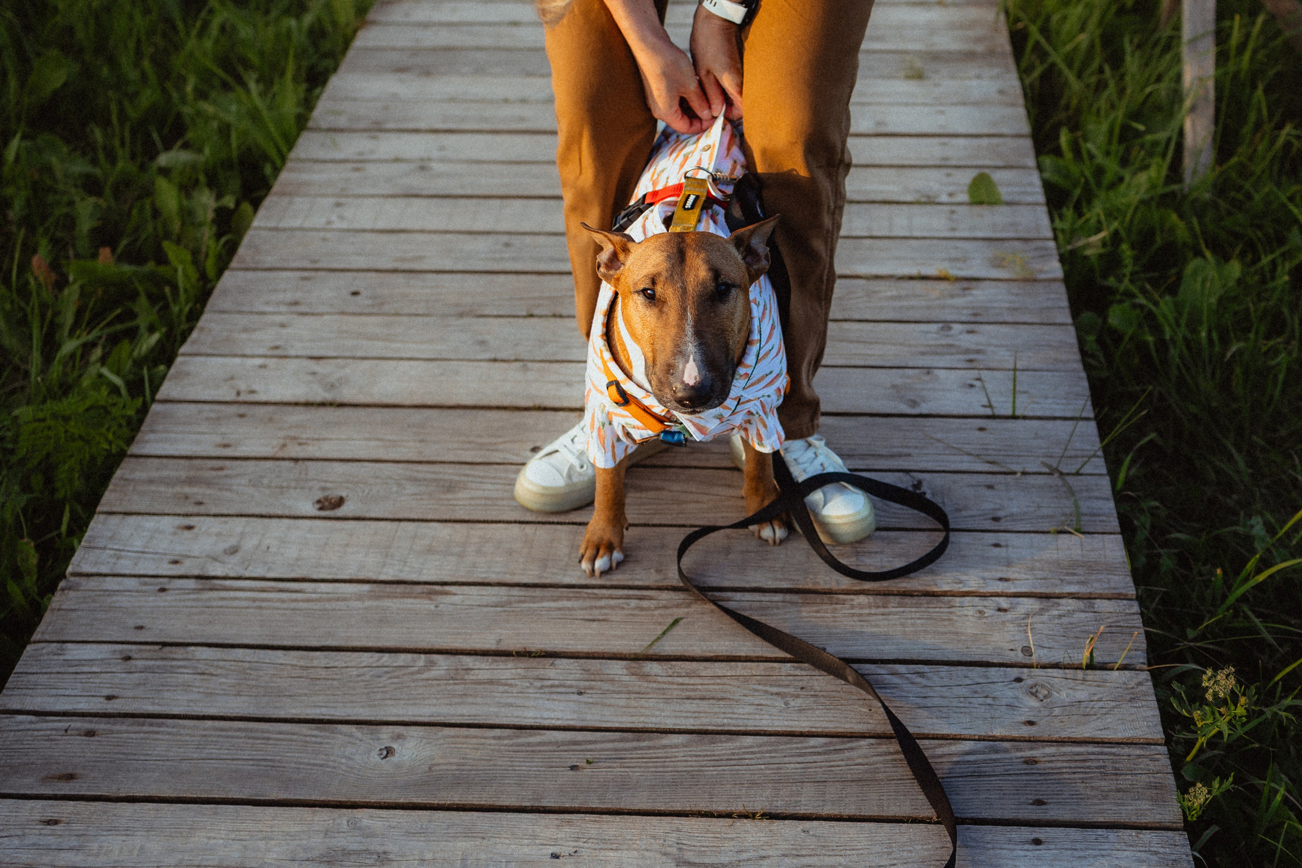 Выездной дог-тренинг от школы «Шерсть имею»