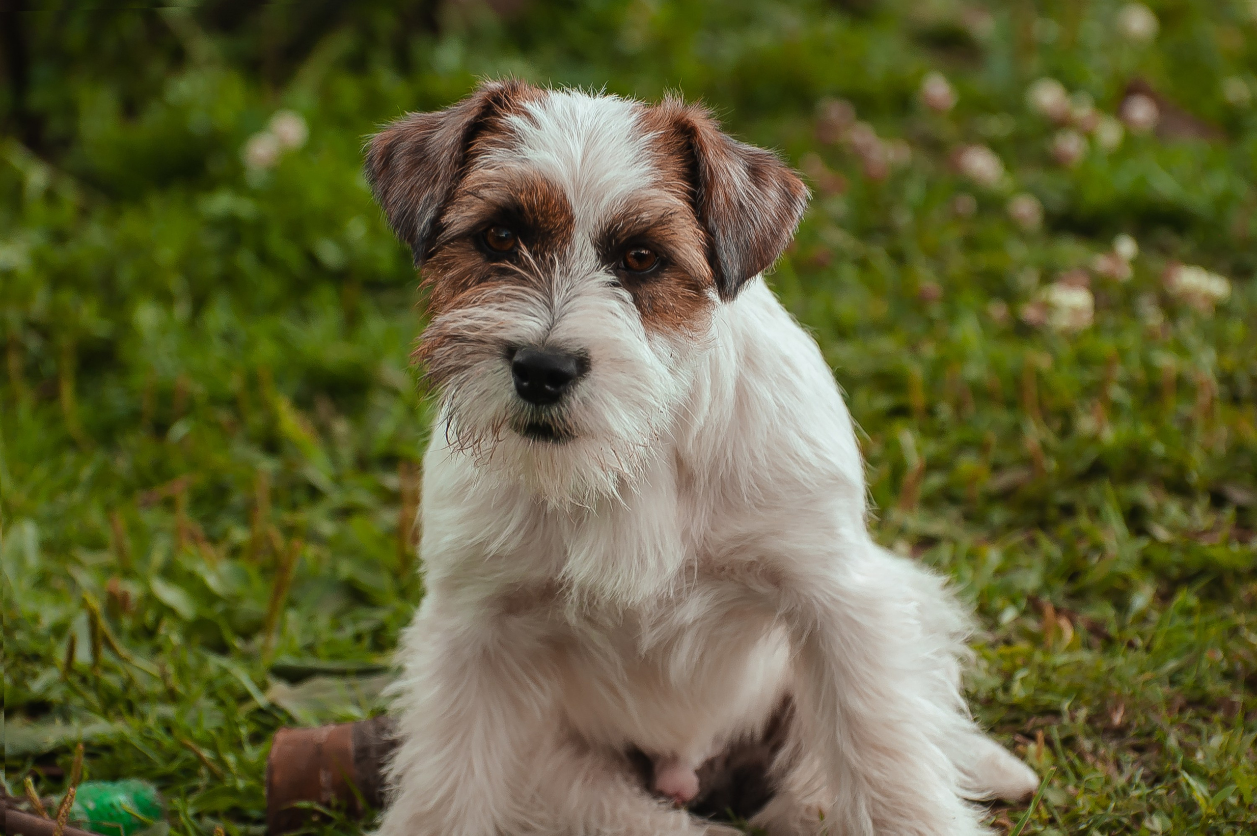 Жесткошерстный. б/рыж. Джек рассел терьер. КАНЕ МАЭСТРО СТИМОРОЛ АЙС. КАНЕ МАЭСТРО — питомник Джек рассел терьеров