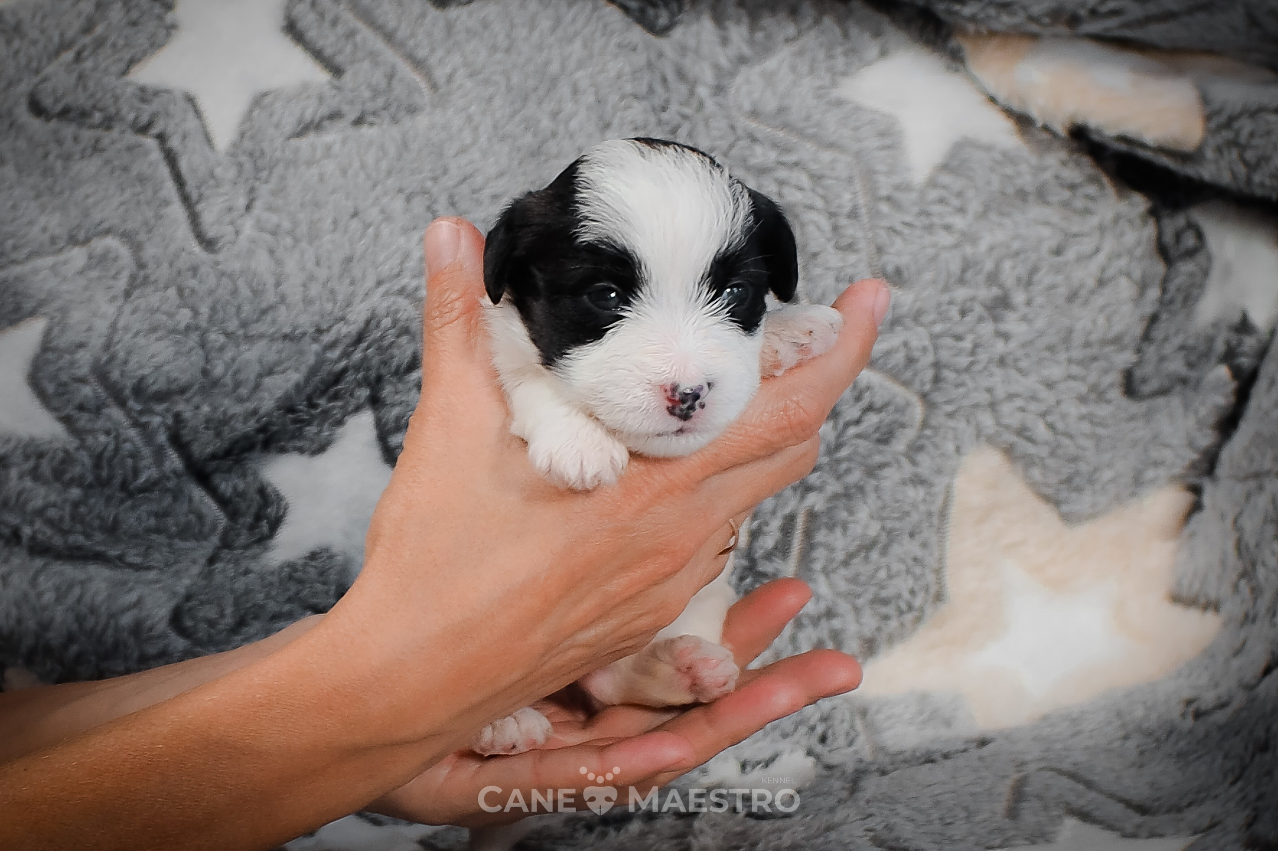 КОБZ_4_ЧБ_27_08_25. CANE MAESTRO — kennel Jack Russell Terrier