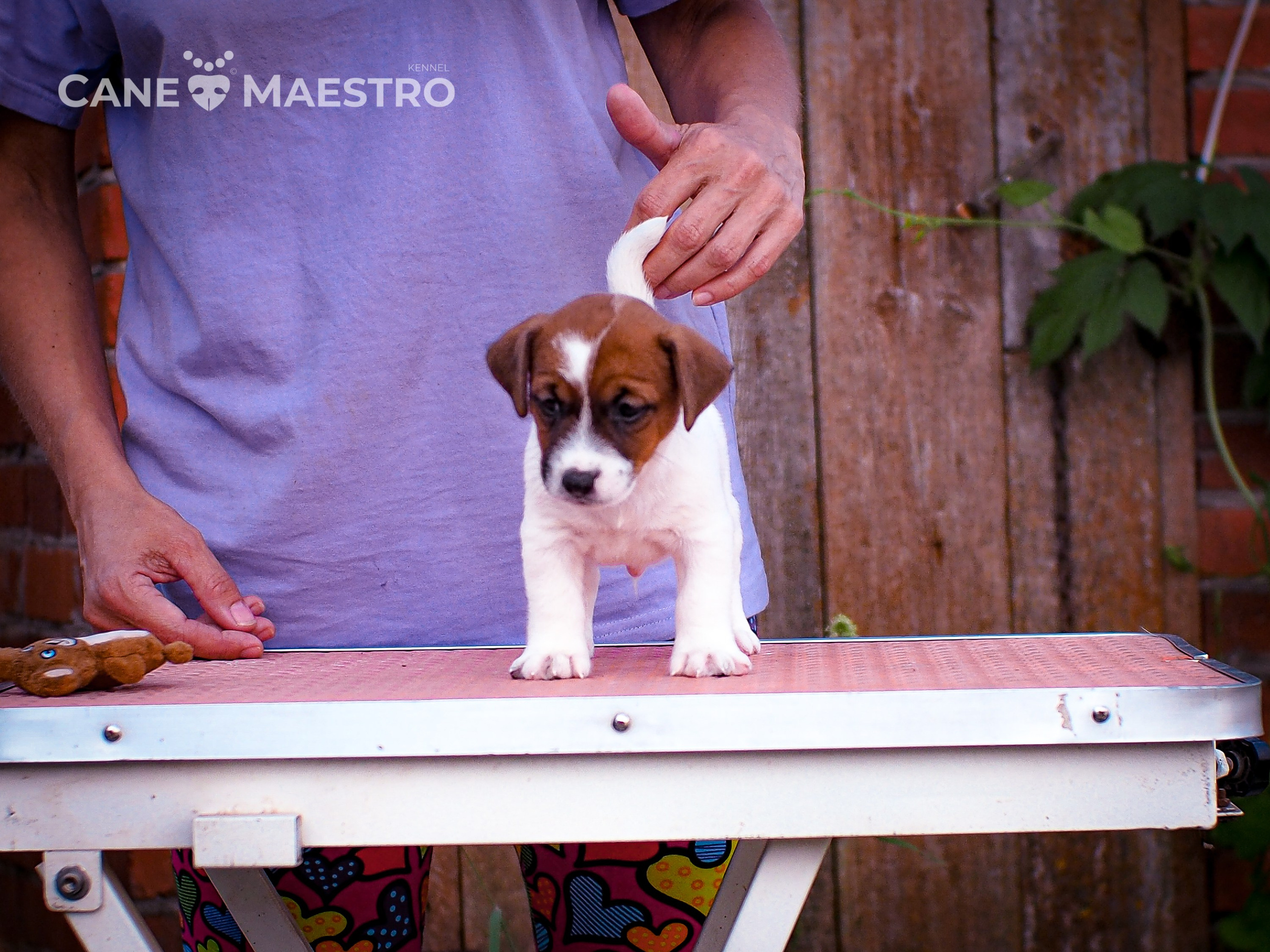 ЭМЕНТАЛЬ_КОБЕЛЬ. CANE MAESTRO — kennel Jack Russell Terrier