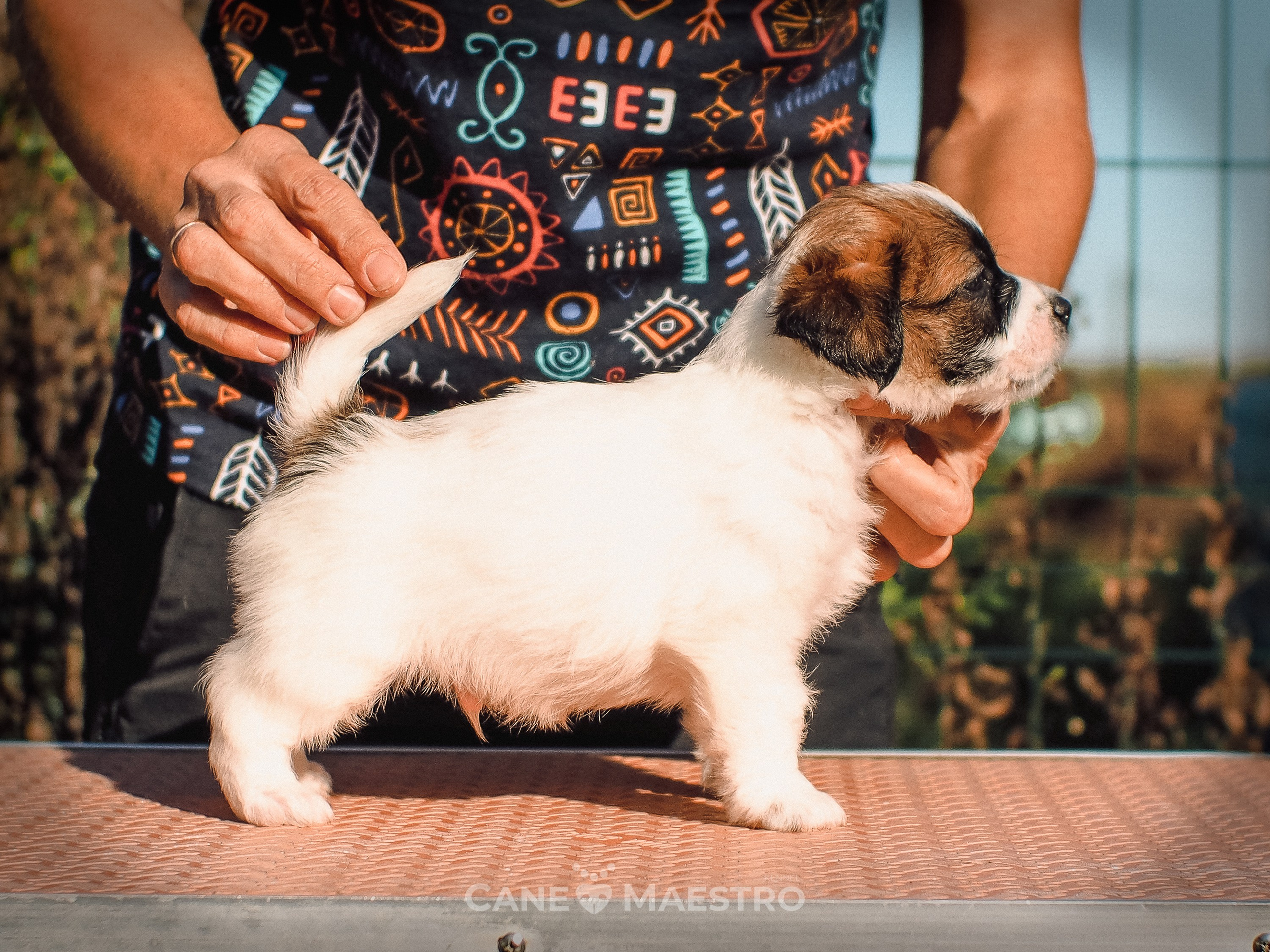 КОБЛ_5_БР_27. CANE MAESTRO — kennel Jack Russell Terrier