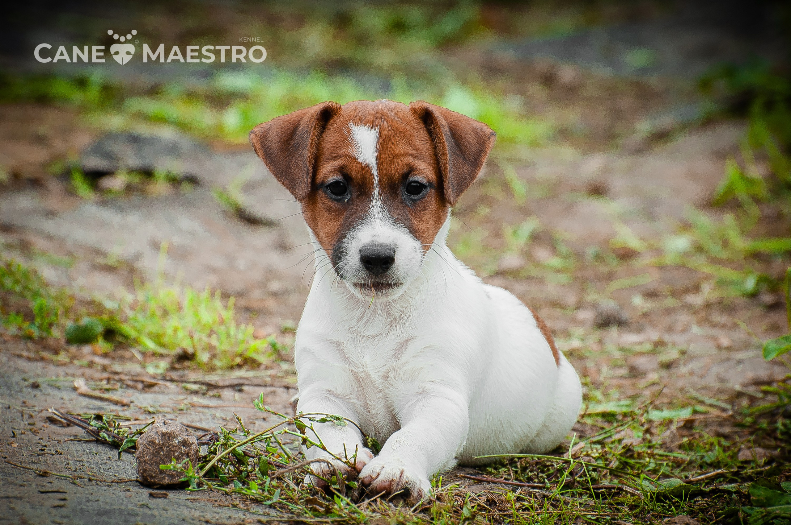 ЭМЕНТАЛЬ_КОБЕЛЬ. CANE MAESTRO — kennel Jack Russell Terrier