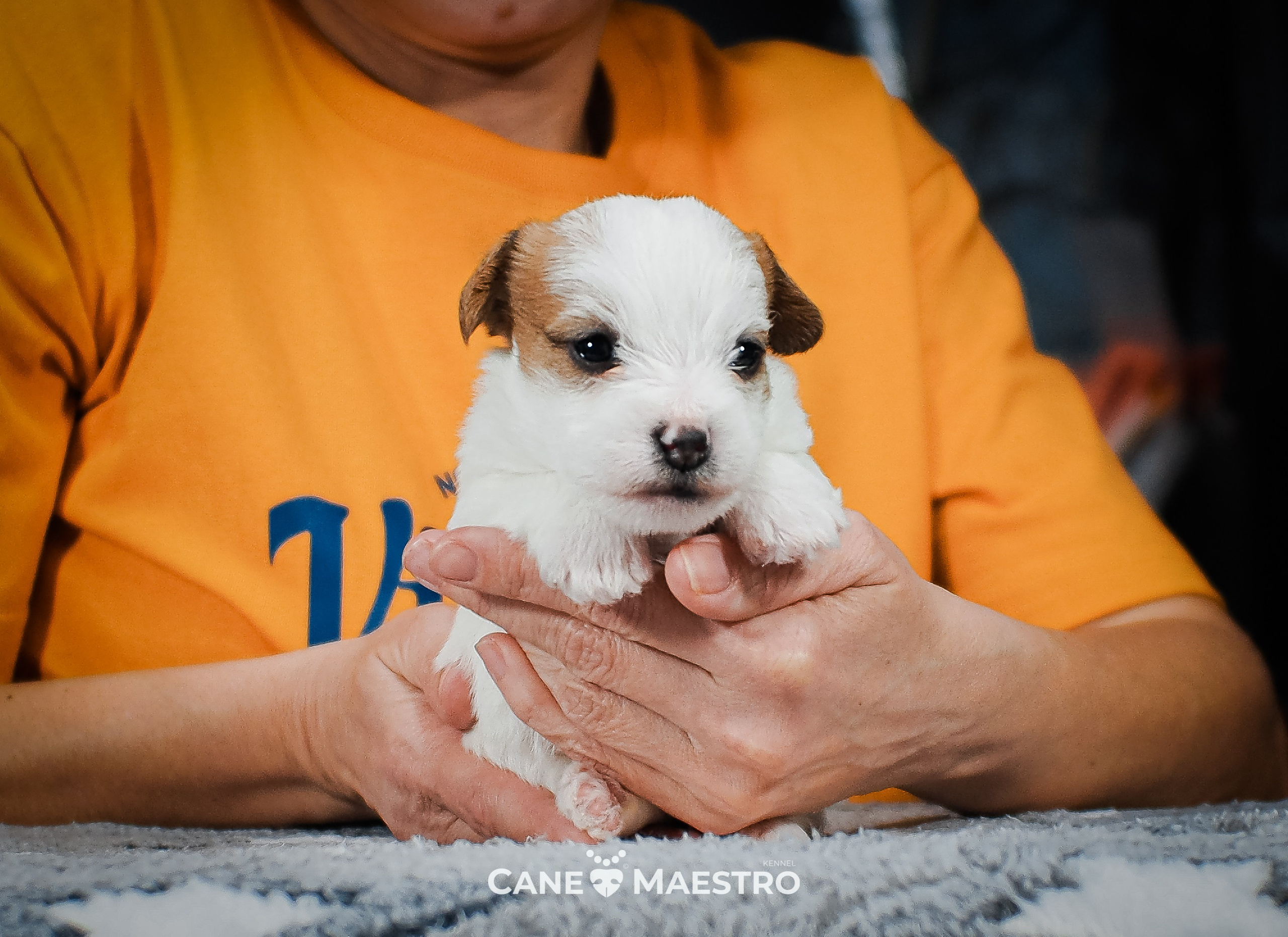 СУКА_ЛИСА_05_01_26. CANE MAESTRO — kennel Jack Russell Terrier