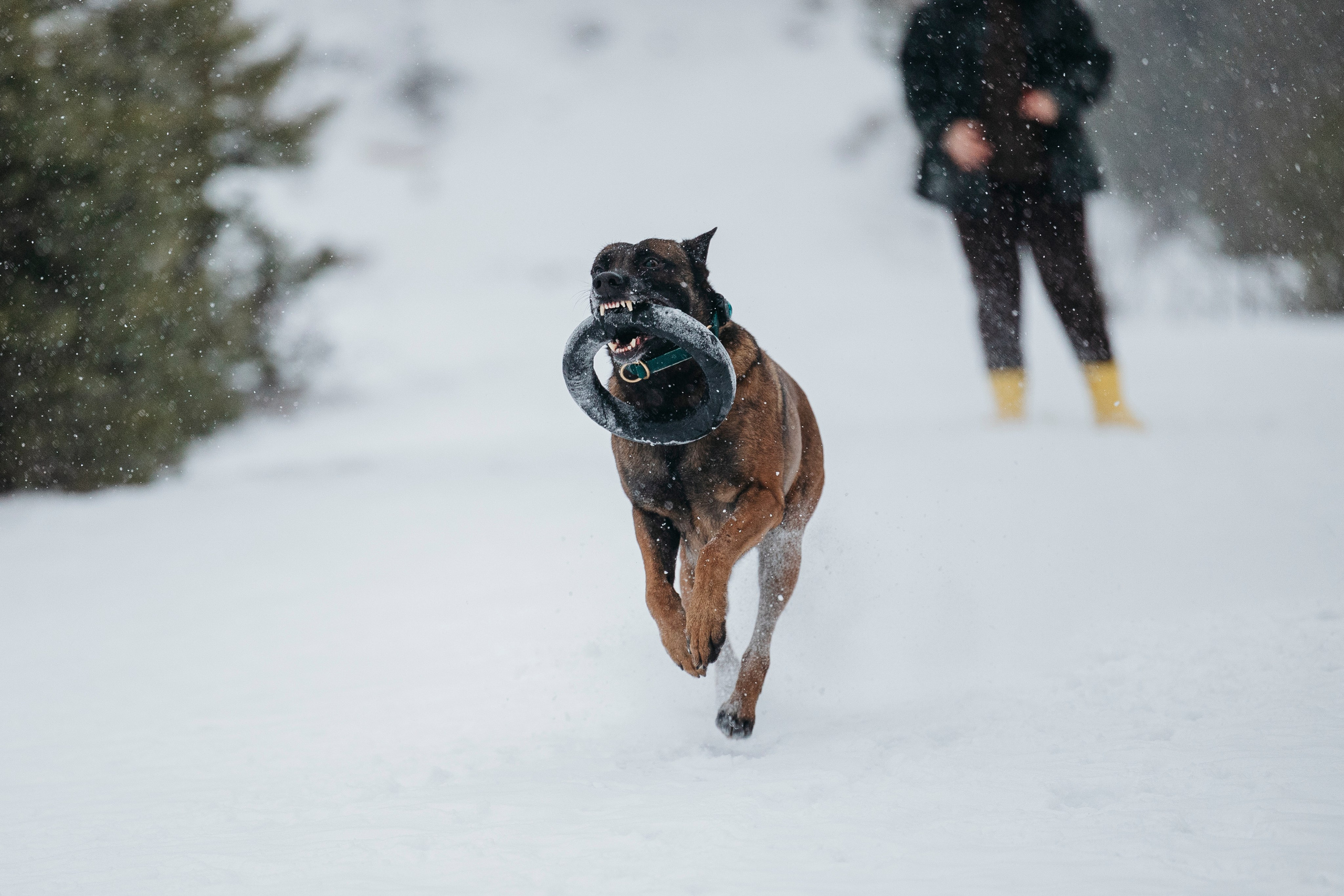 Карьер. Фотограф-анималист Анна Маринич