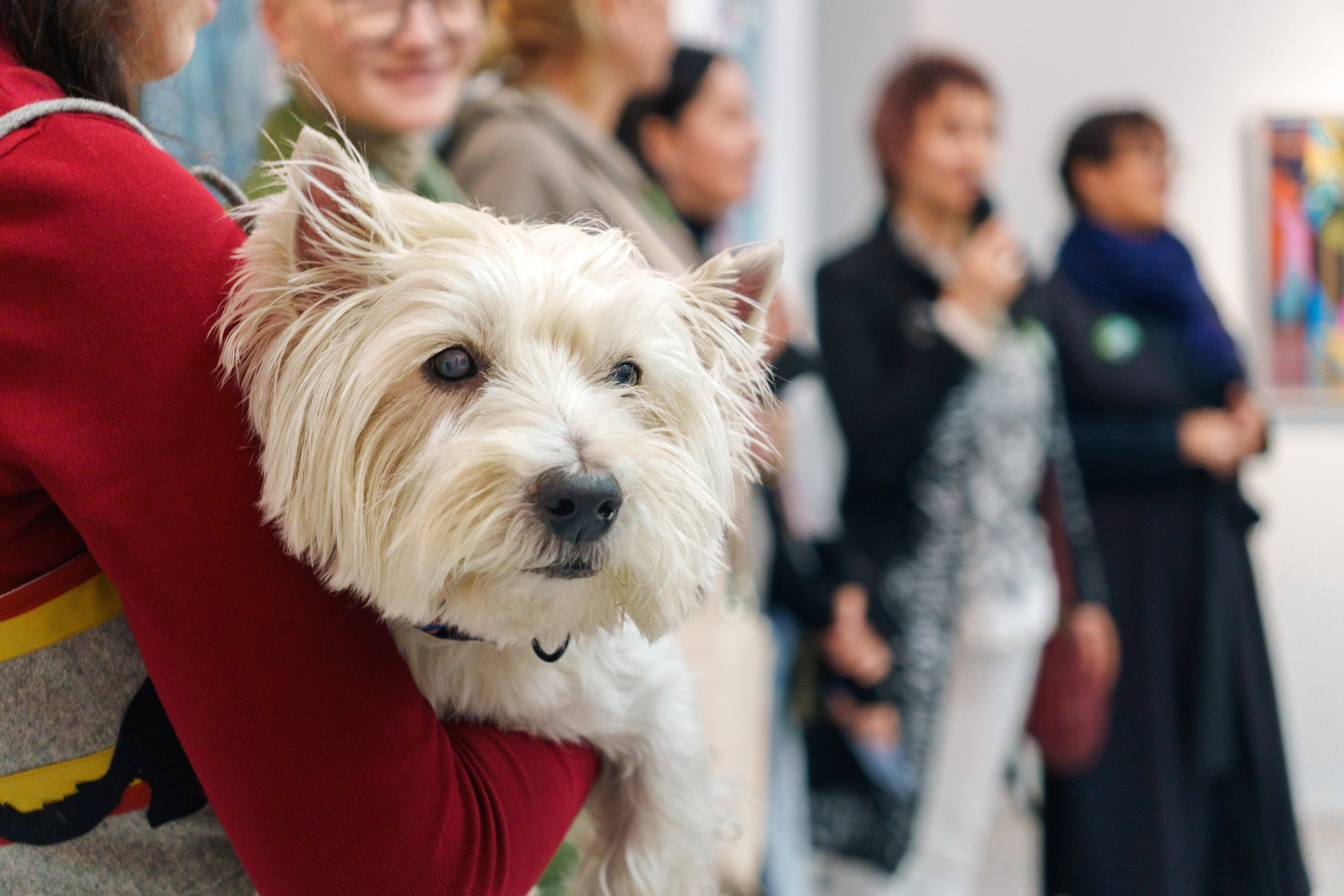 Открытие 11 фестиваля анималистики «Зооарт». Фотограф в Санкт-Петербурге Ибрагимова Алина