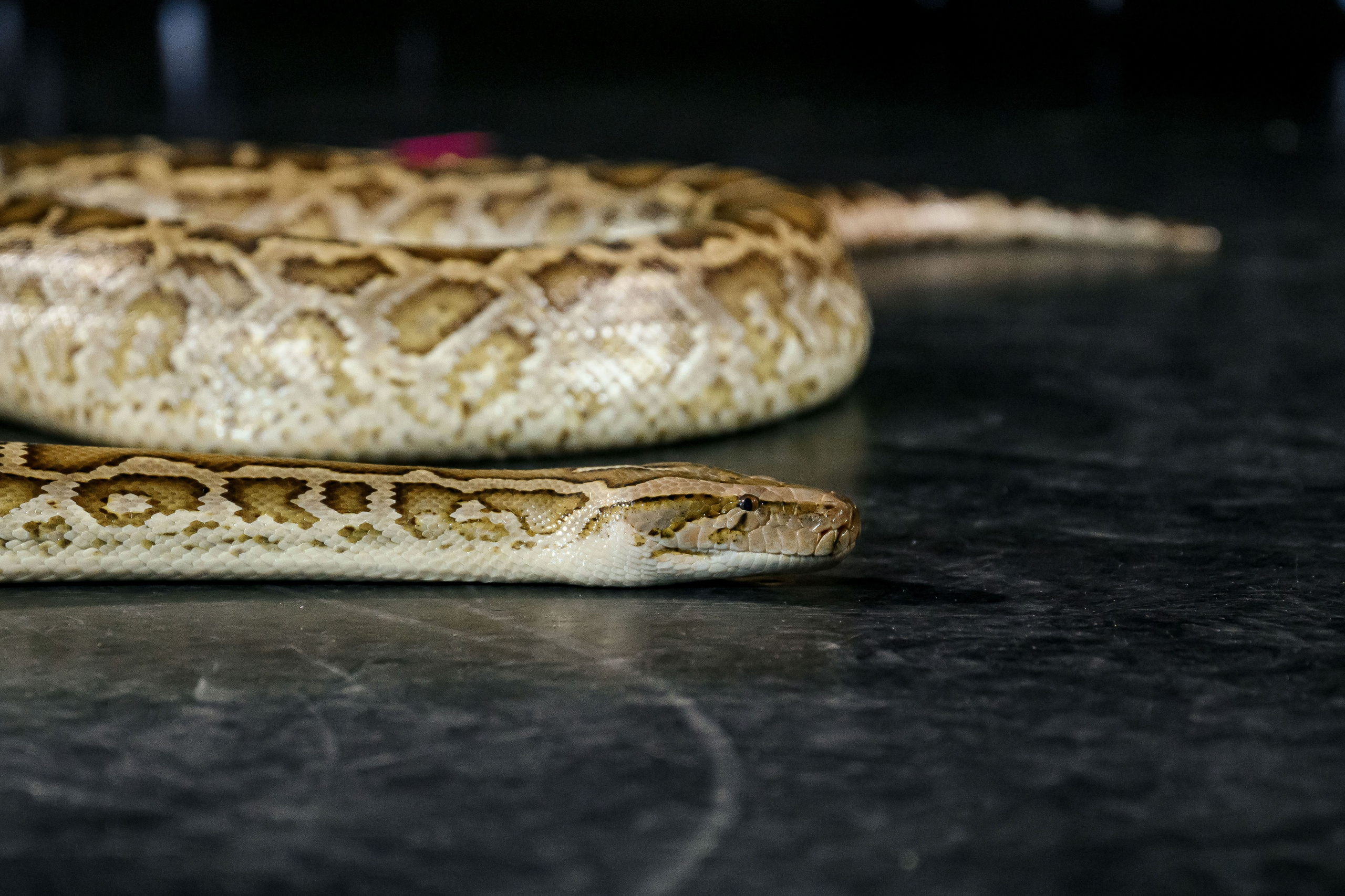 Happy Birthday. Максим Комаров — Профессиональный фотограф