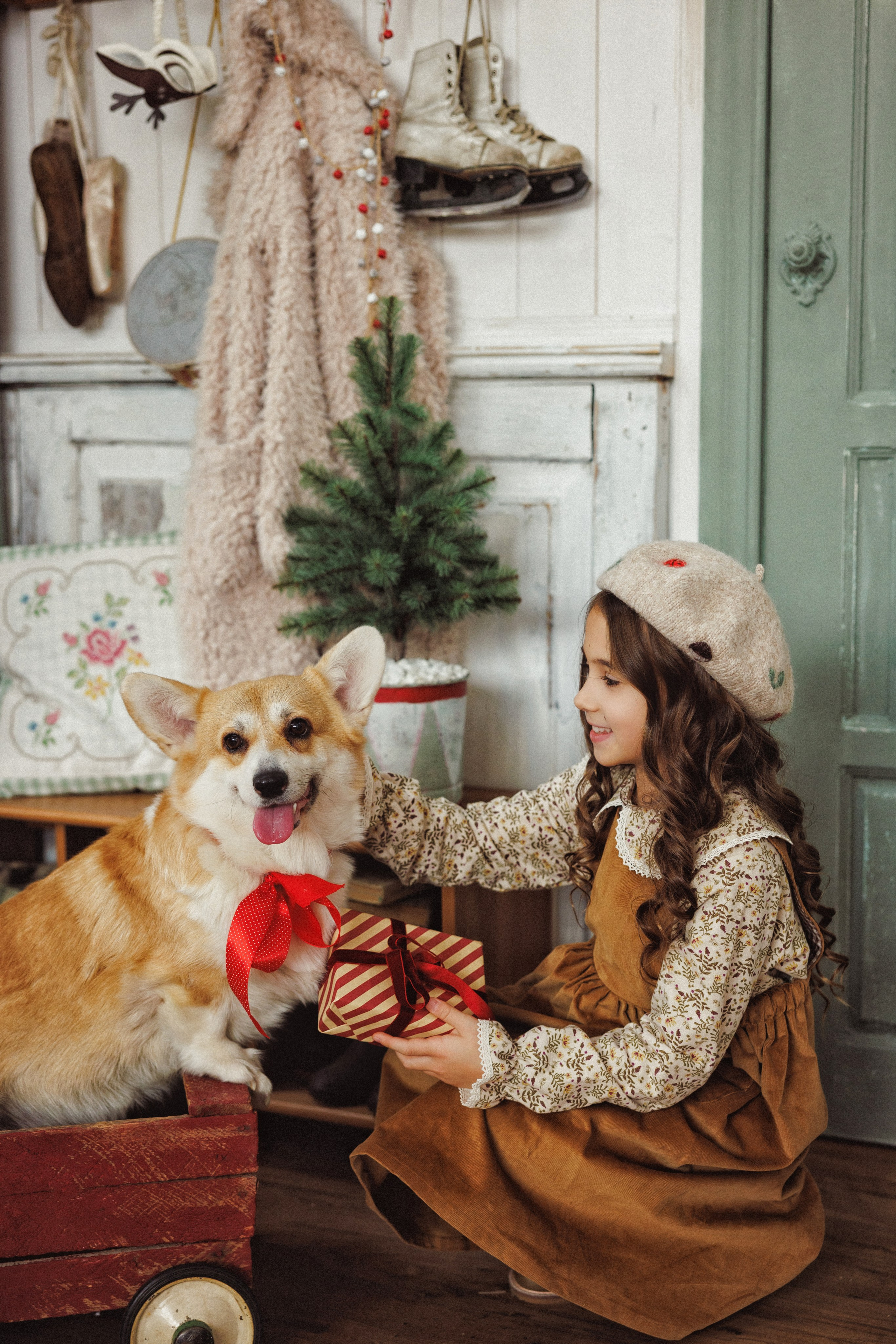 Новогодняя фотосессия с собачками породы Корги, город Краснодар. Семейный и детский фотограф в Краснодаре Анна Трашкова