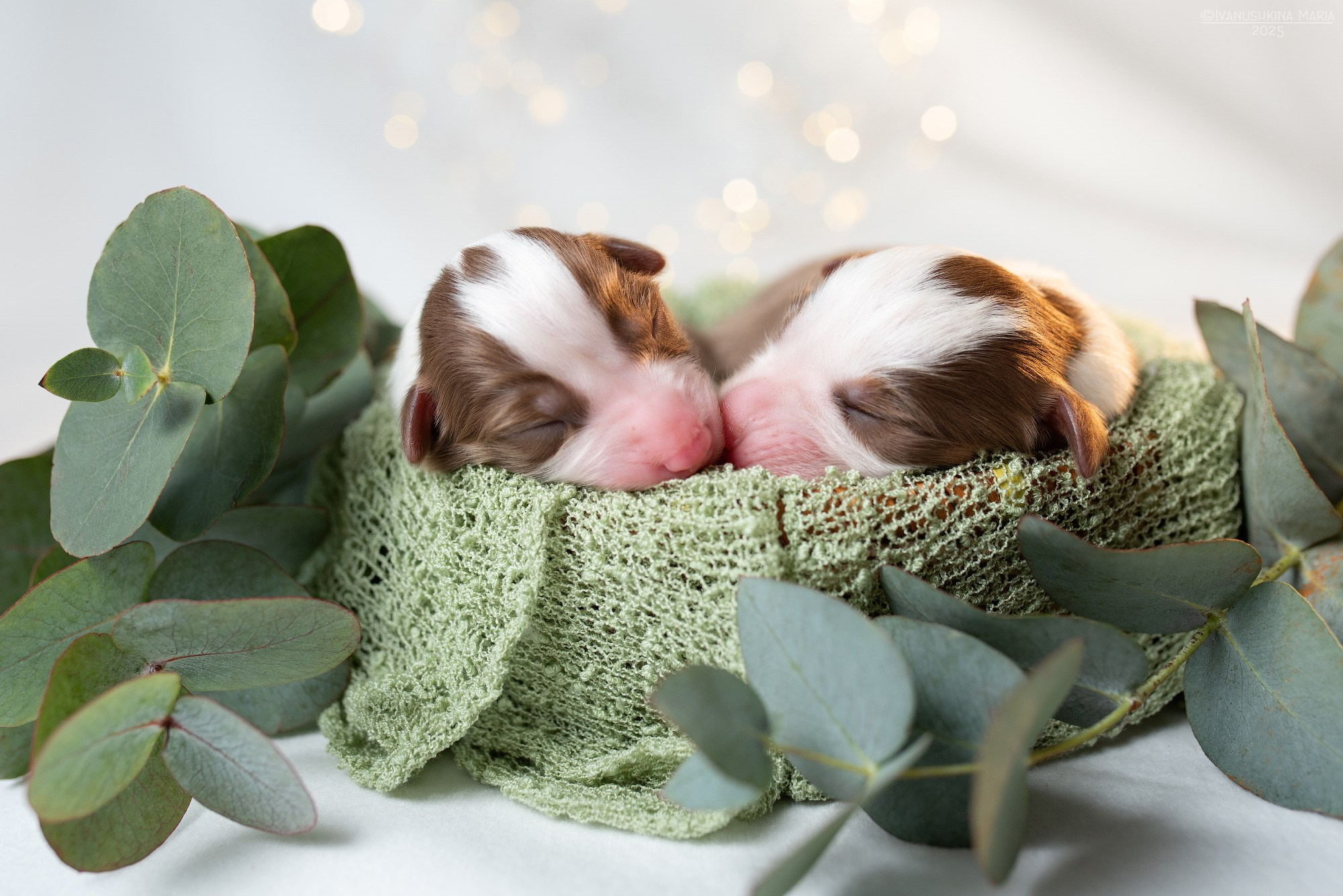 Ньюборн фотосессия щенков. Фотограф собак в Москве и Московской области Иванушкина Мария