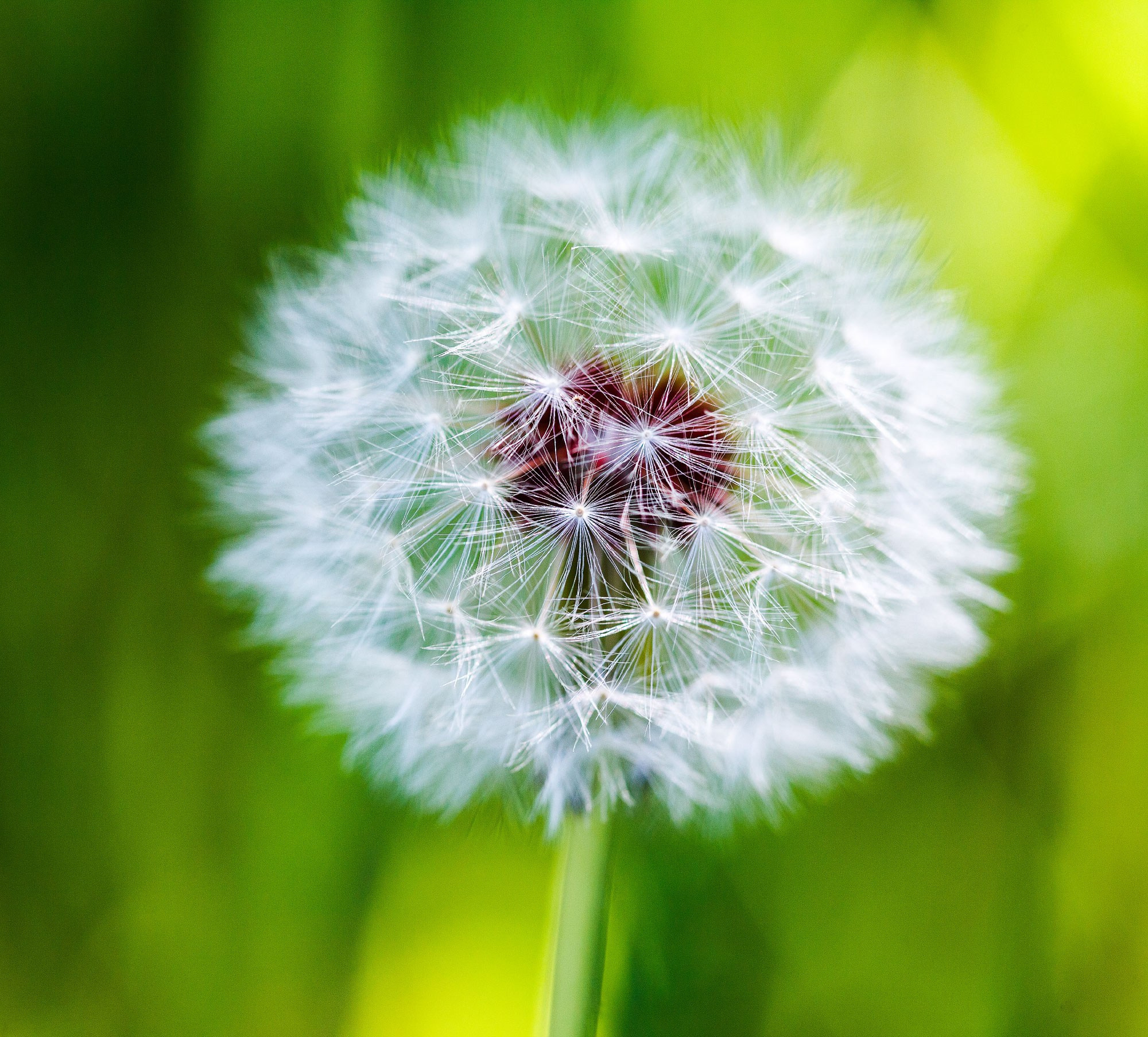 свадебный фотограф Геленджик