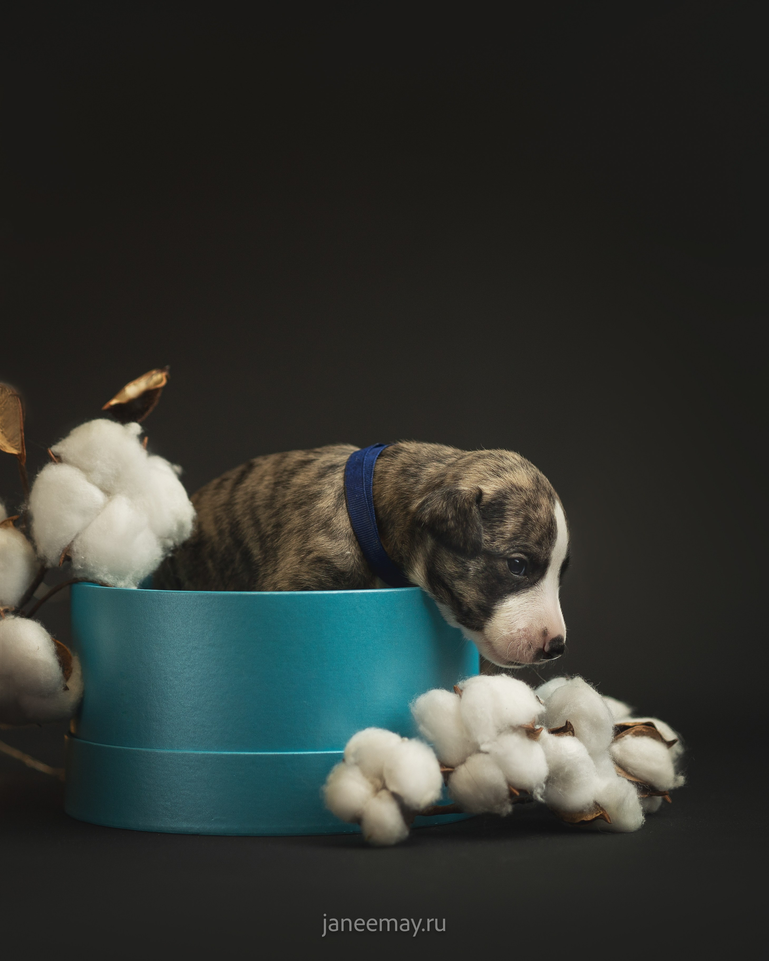 Фотосъемка щенков. Фотограф анималист в Москве Майорова Евгения