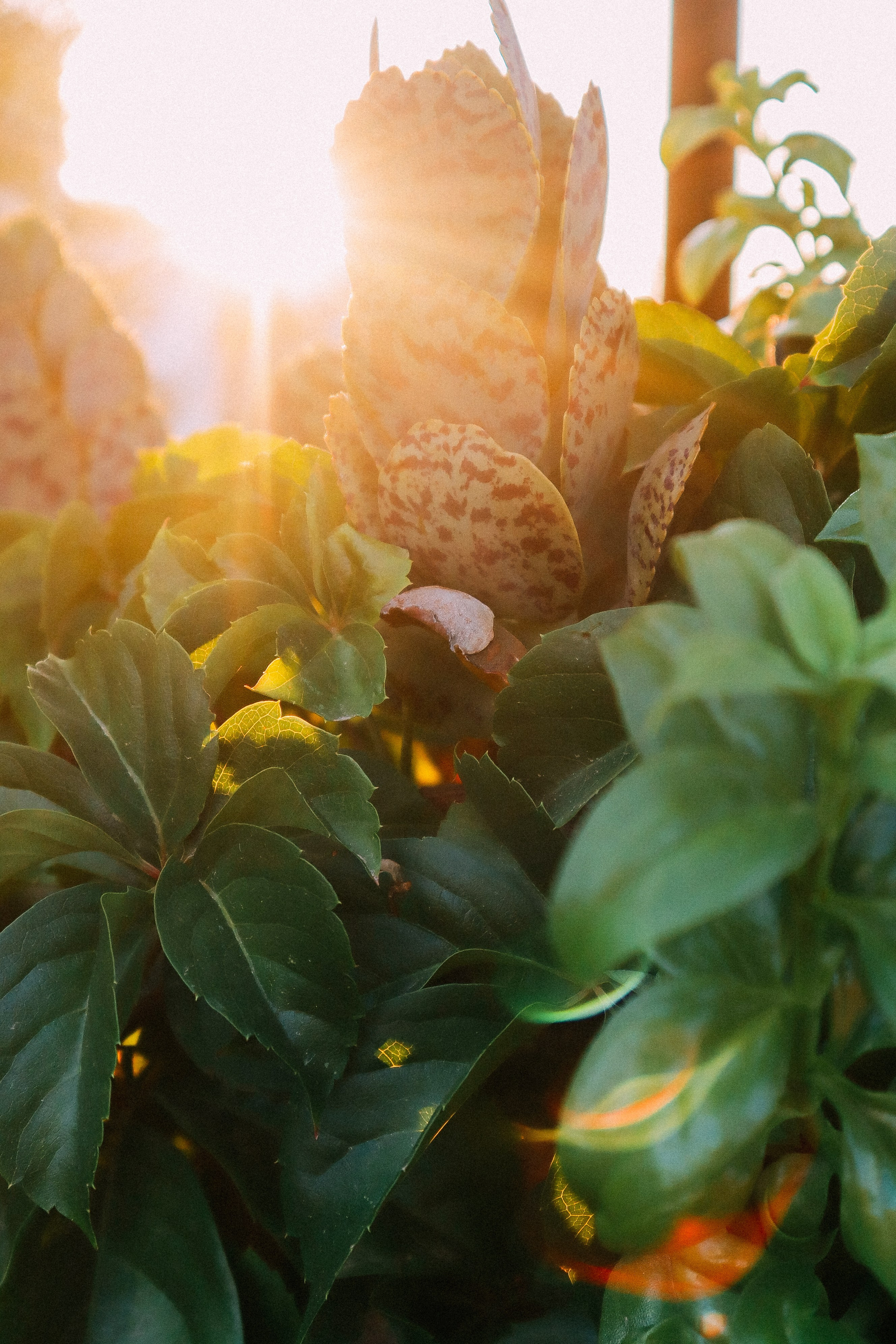 Крит. Аня Степанова