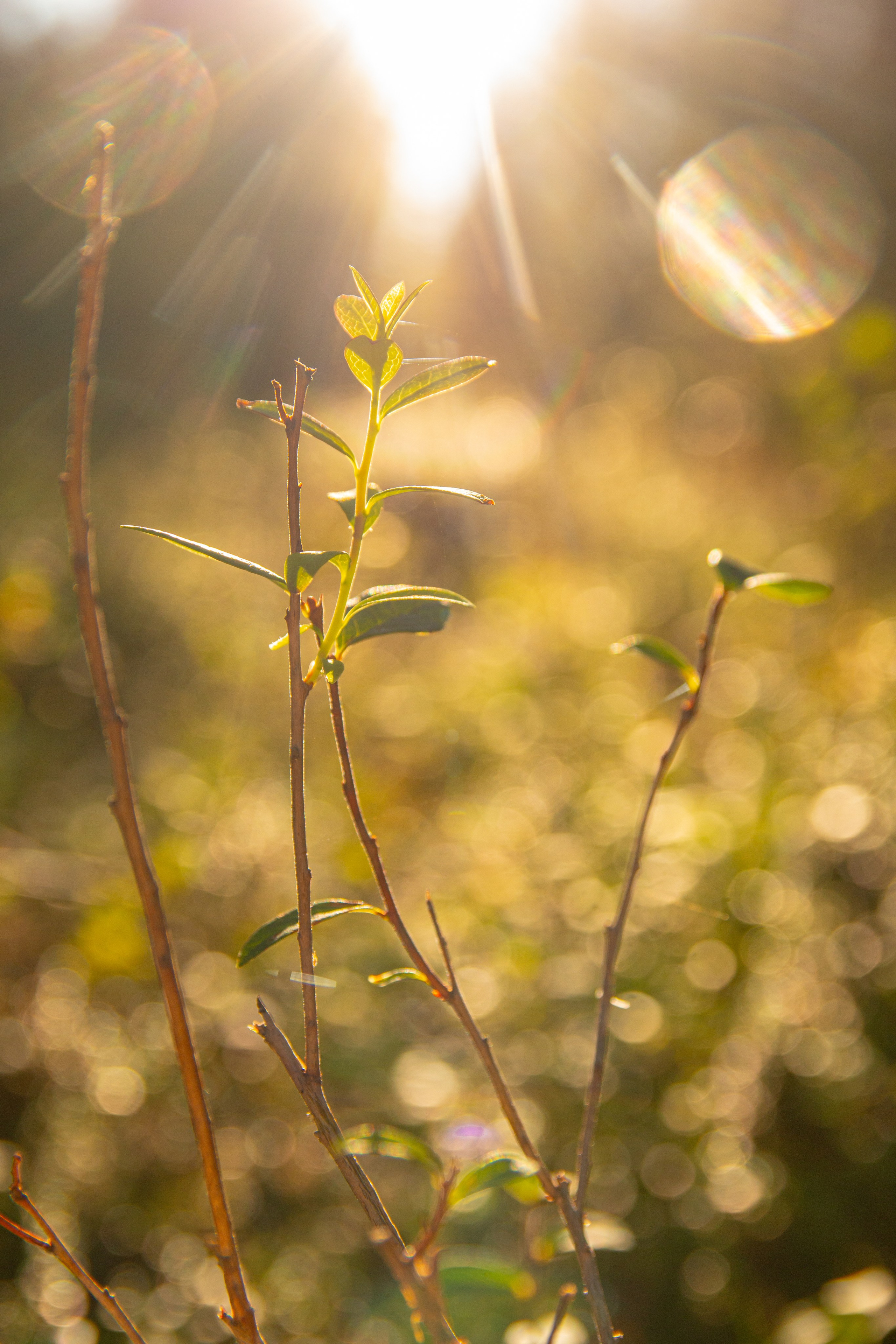 Пища для глаз. Ваш фотограф Северск | Томск