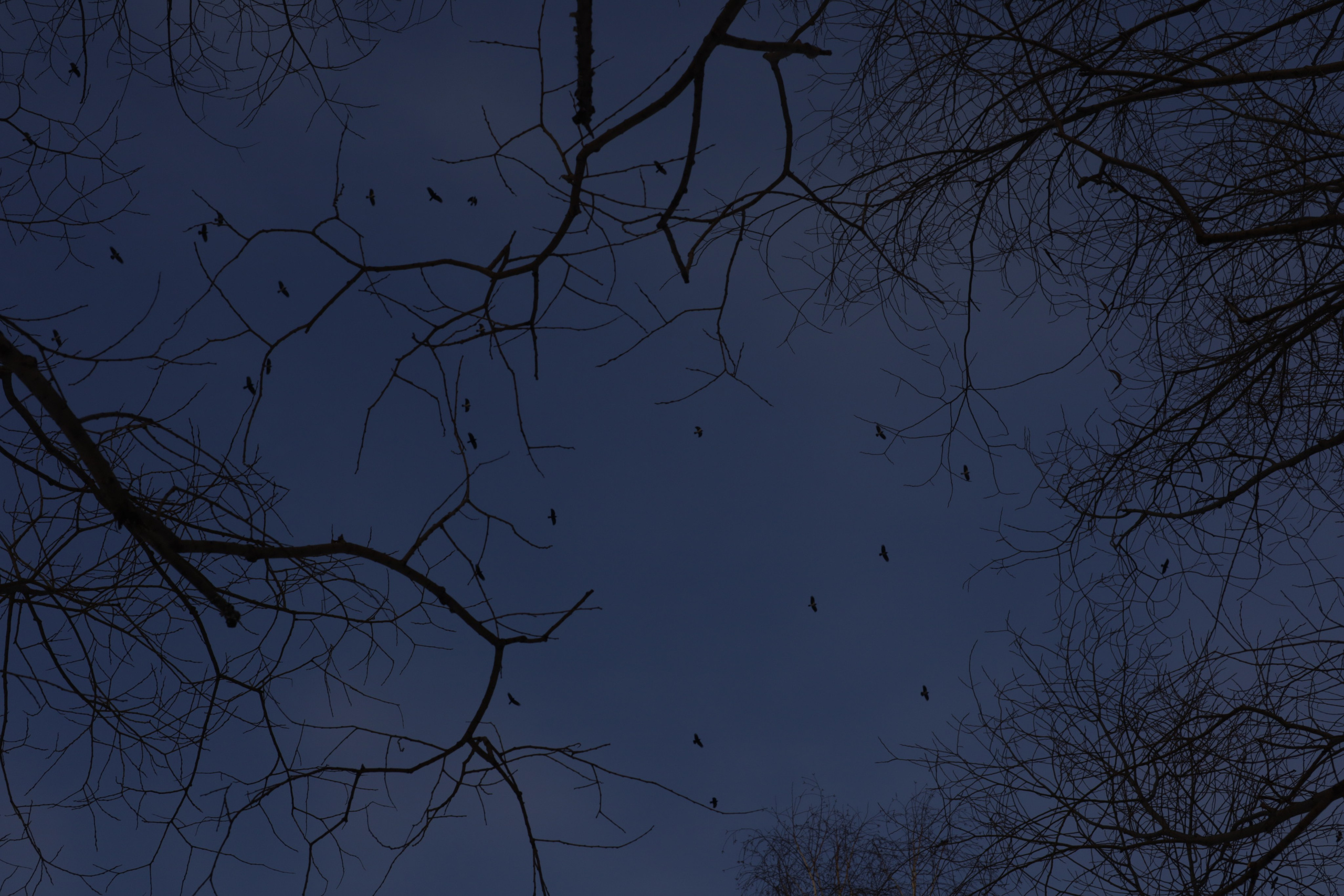 Пища для глаз. Ваш фотограф Северск | Томск