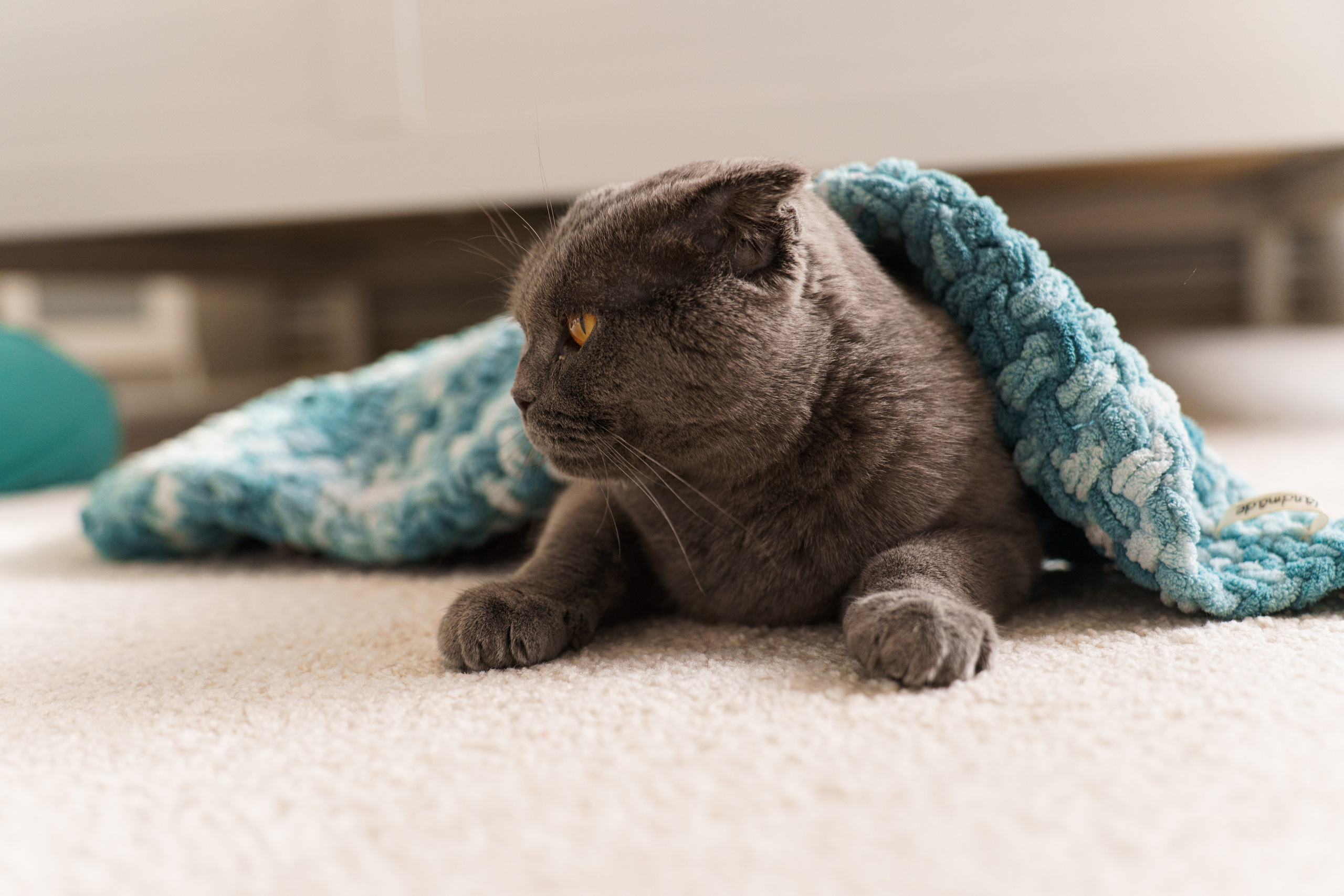 ДР Никитосика (анонс). Семейный и репортажный фотограф в Москве Оксана Шилова
