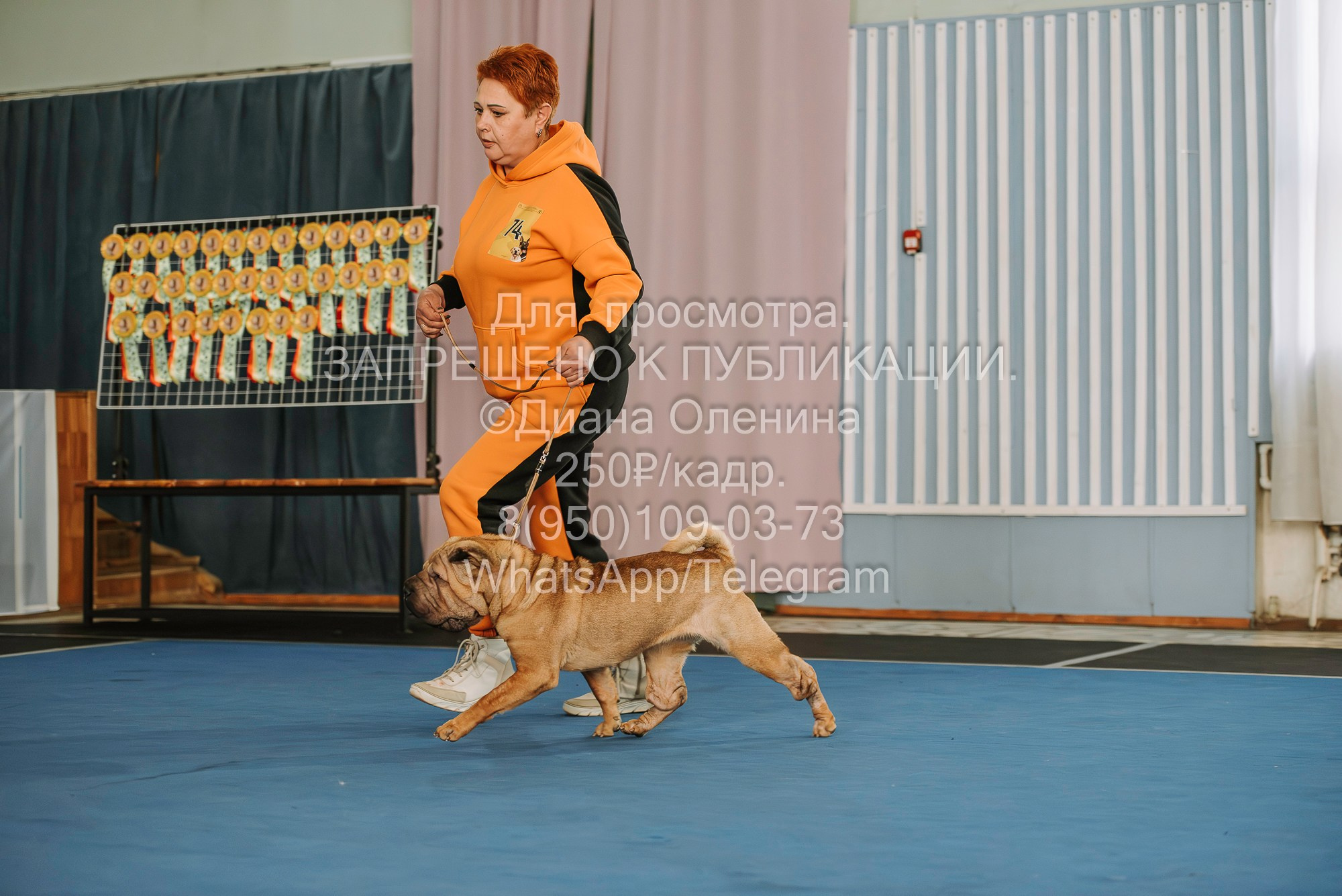 Выставка собак Красноярск 29.10.2023. Фотограф Диана Оленина Красноярск / Братск