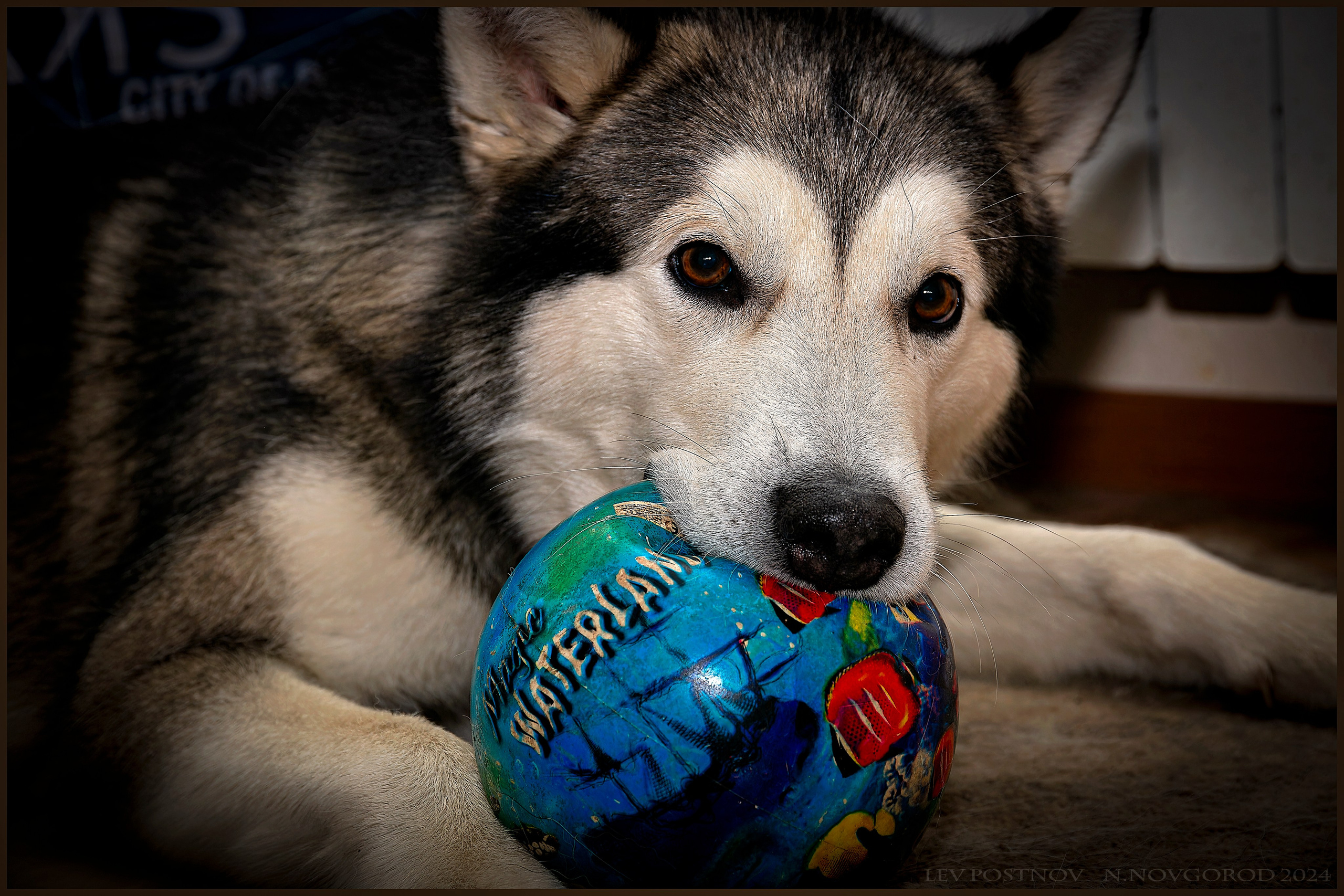 Мои маламуты.Ярик. Лев Постнов.Фотограф. Нижний Новгород