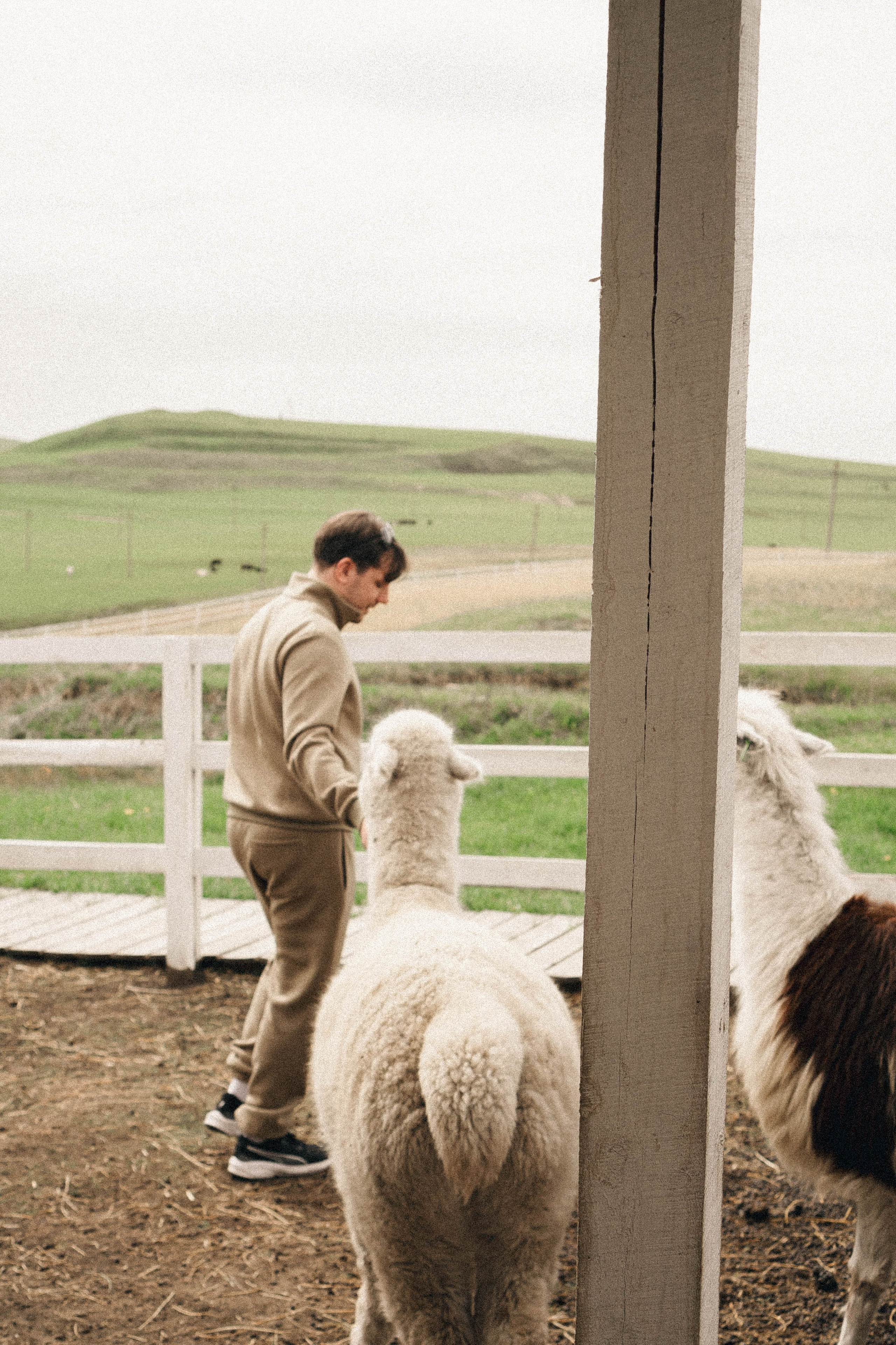 Ферма Альпак. Профессиональный фотограф, Санкт-Петербург — Виктория Богомолова