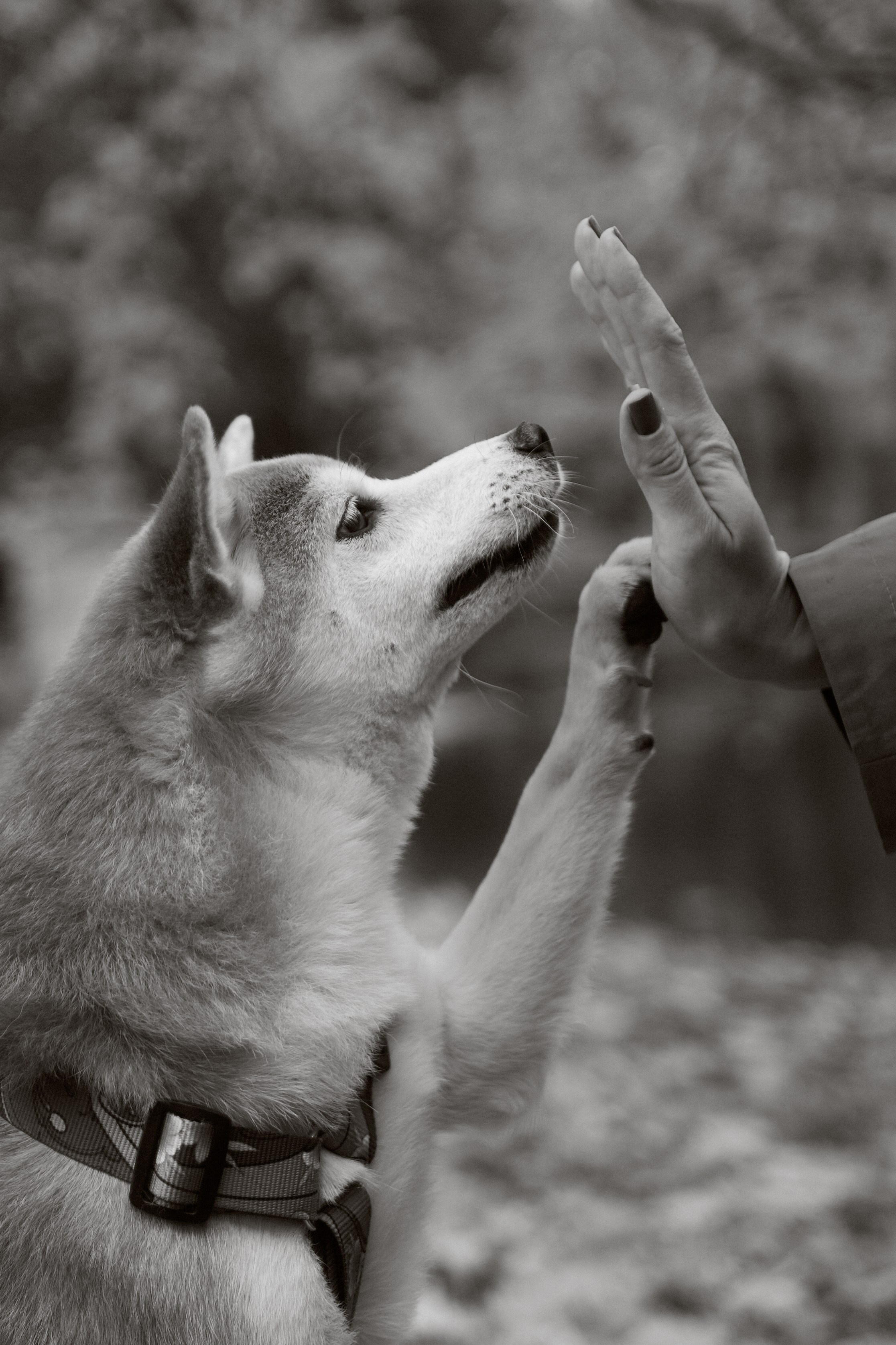 Осенние Уши. Фотограф анималист Москва Дарья