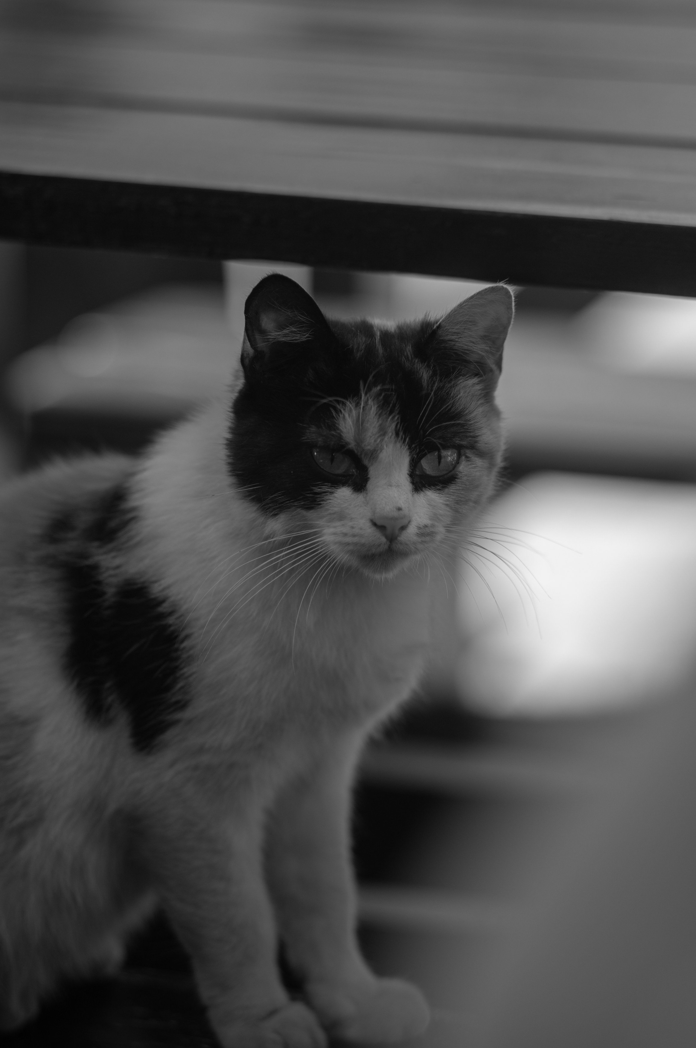 ЧБ. Фотограф в Москве — Георгий Чернышов