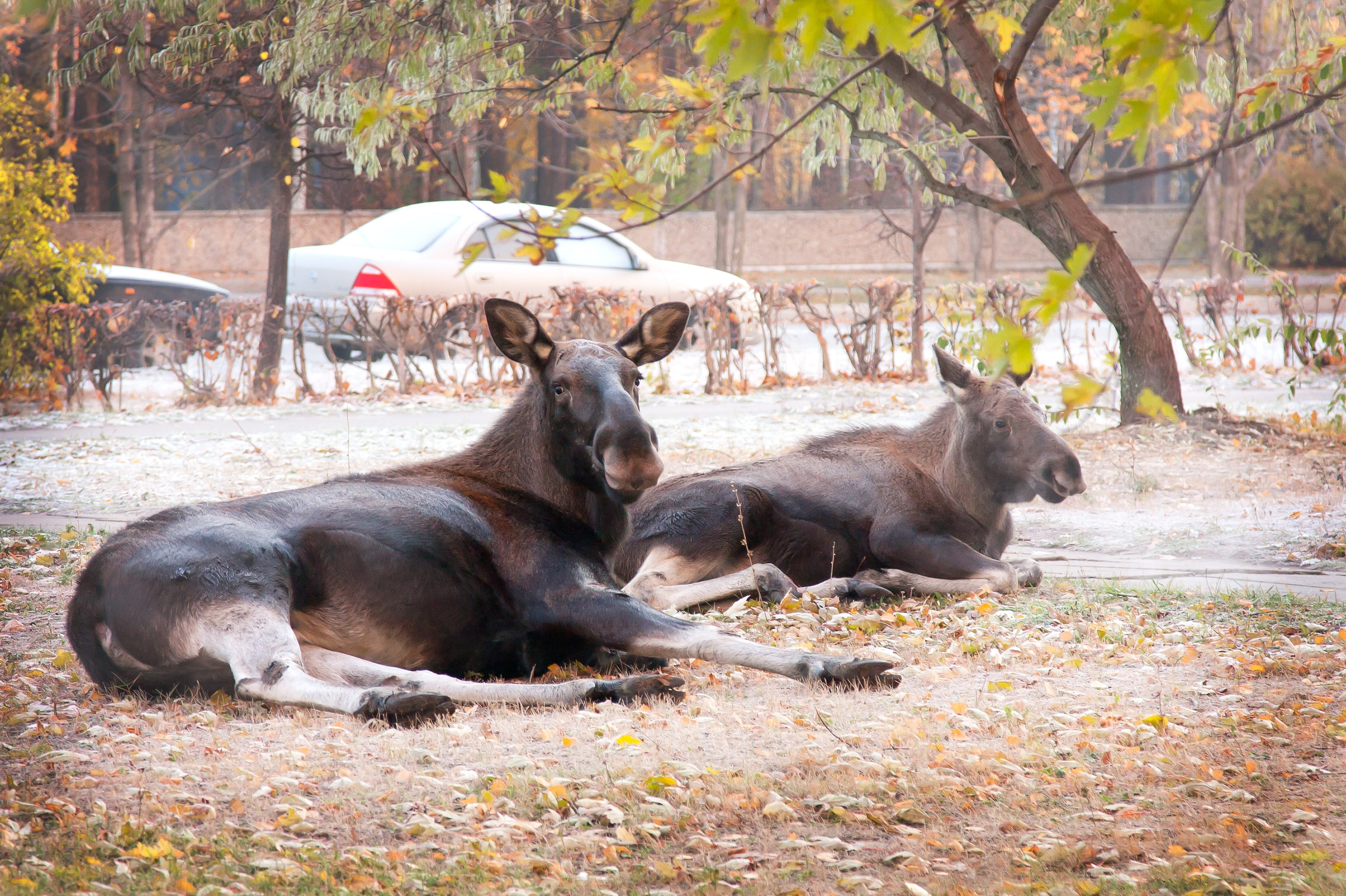 Красота Заречного. Репортажный, семейный и детский фотограф в Пензе и Заречном Арина Ермилова. Картины барельеф на заказ