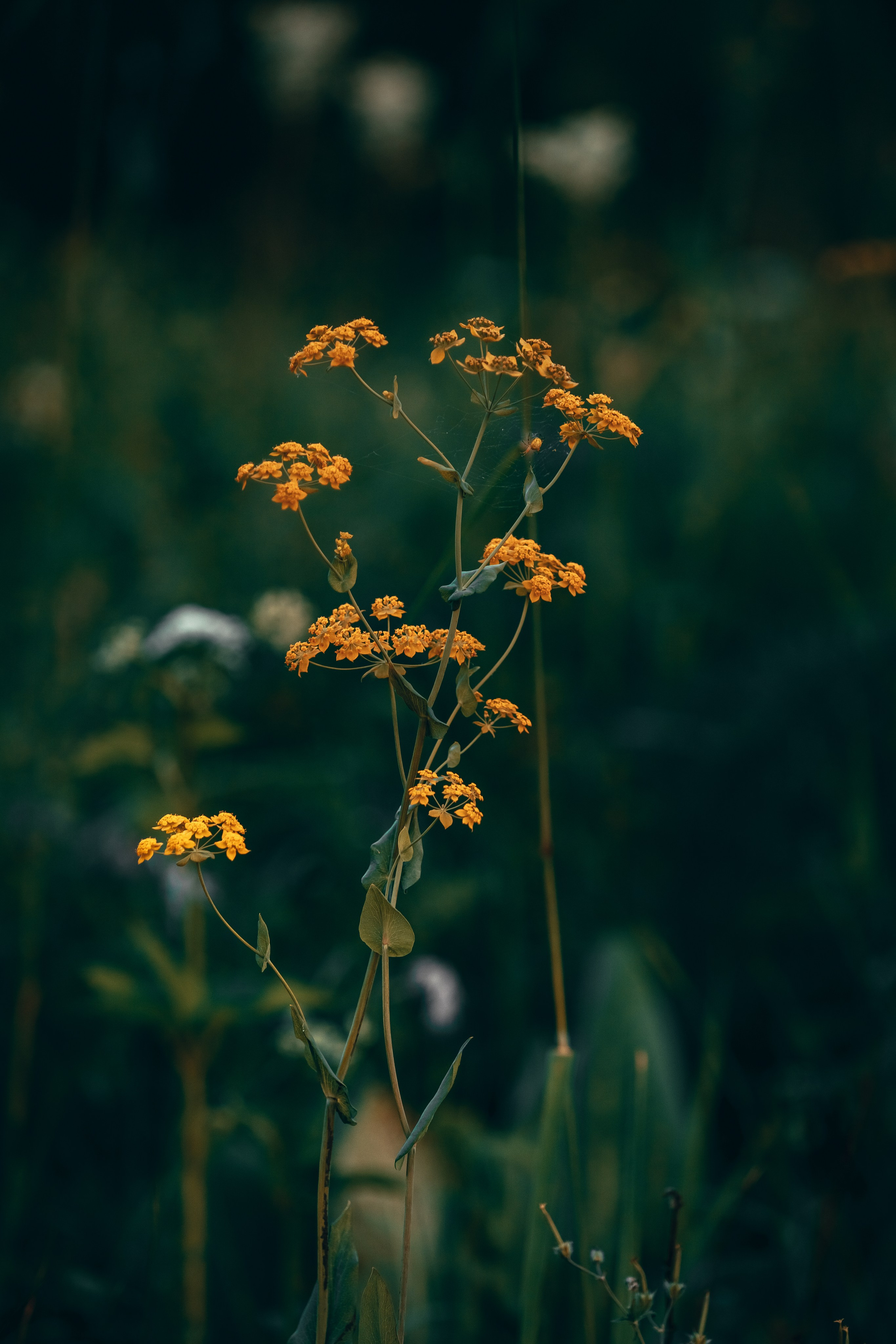 Алтай. Оператор и Фотограф в Санкт-Петербурге и Москве
