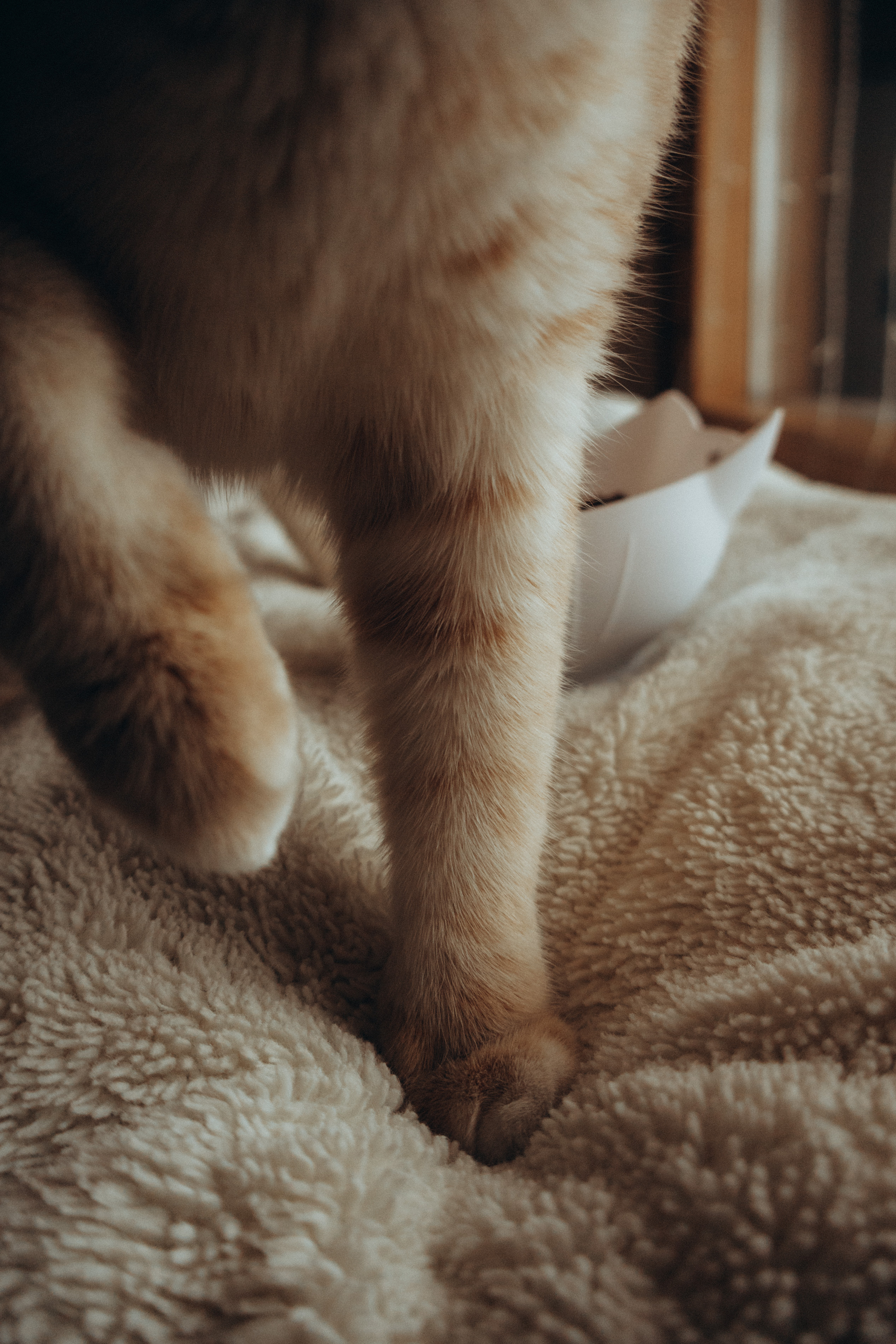 Двое, не считая кота. Фотограф Москва Алёна Суворова