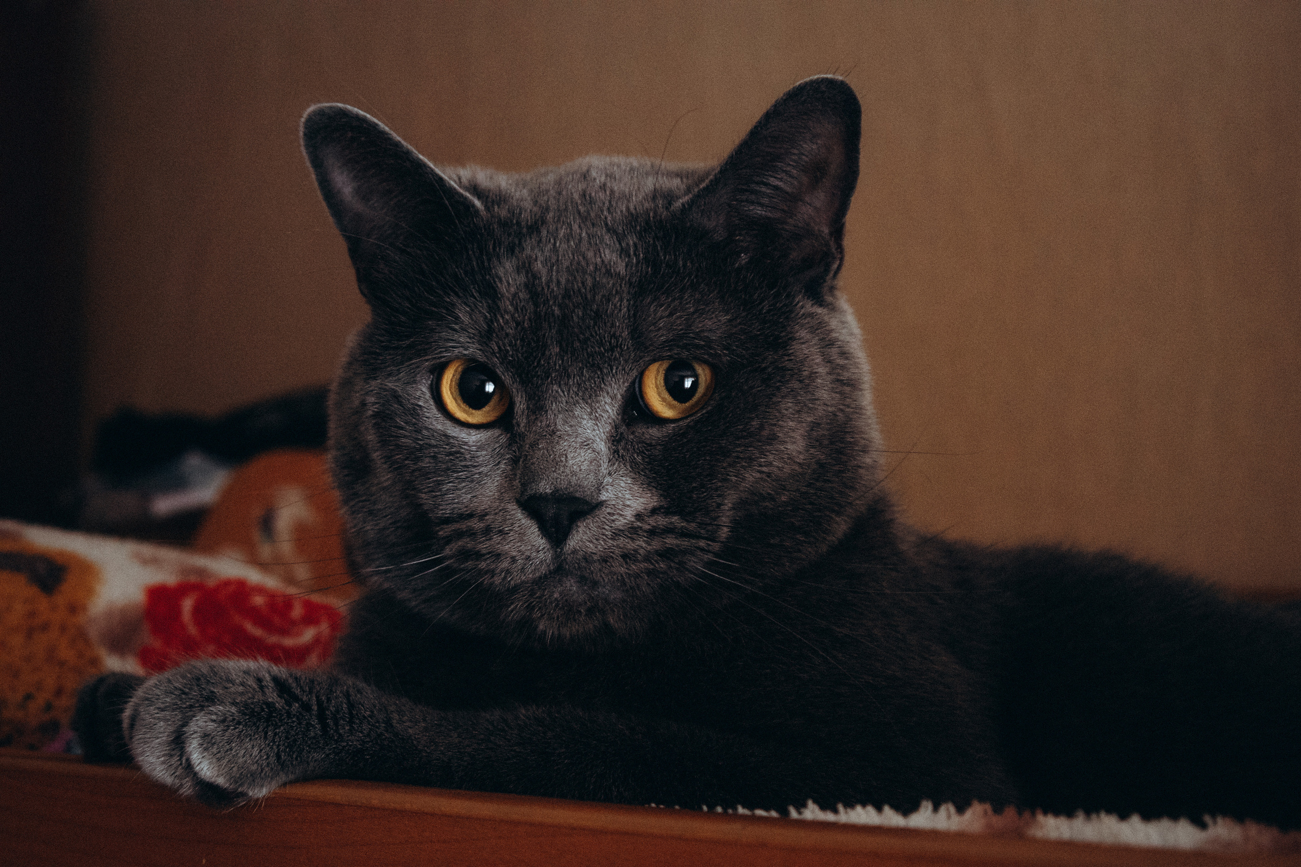 Мальчики такие мальчики. Фотограф Москва Алёна Суворова