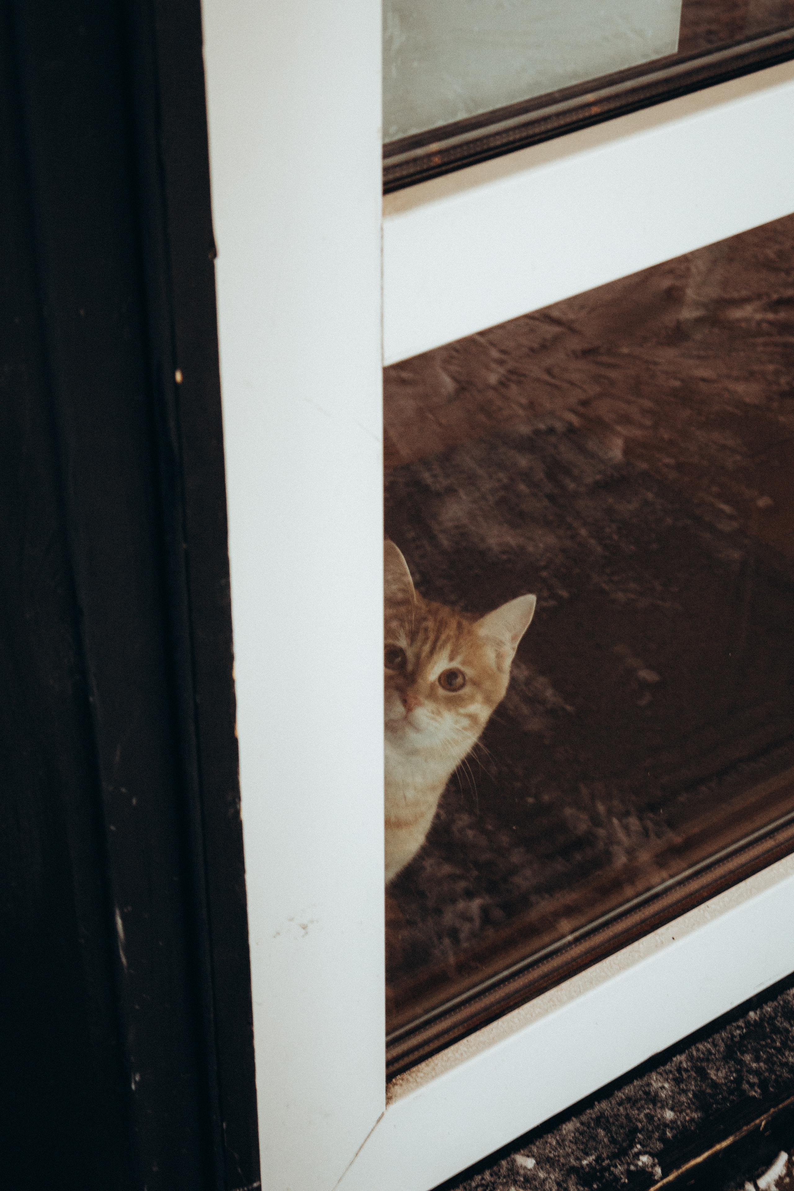 Двое, не считая кота. Фотограф Москва Алёна Суворова