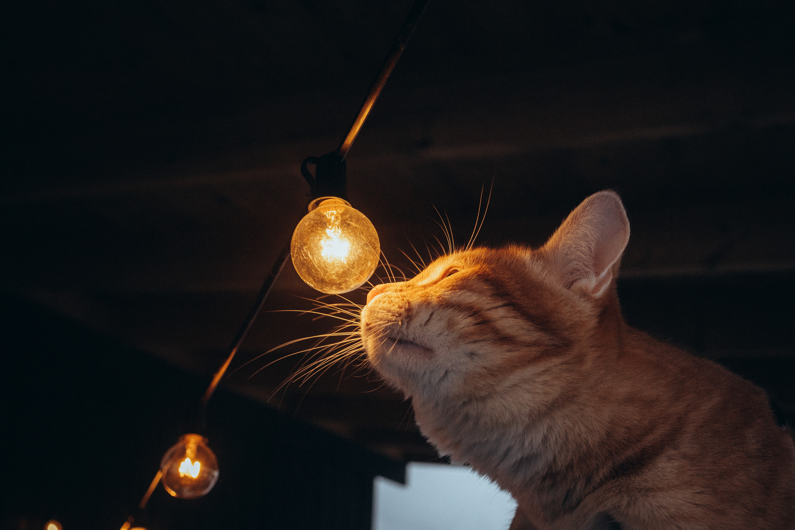 Двое, не считая кота. Фотограф Москва Алёна Суворова