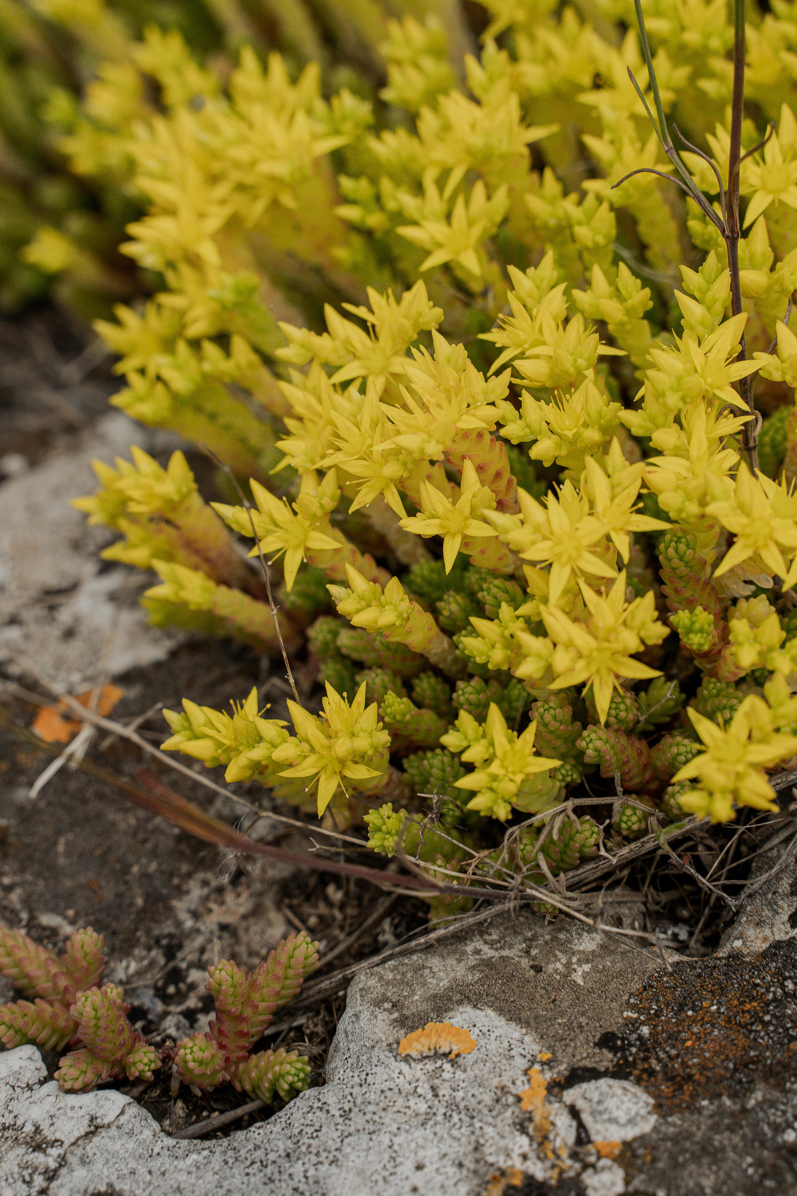 Все растения. Автомобильный фотограф Светлана Усова
