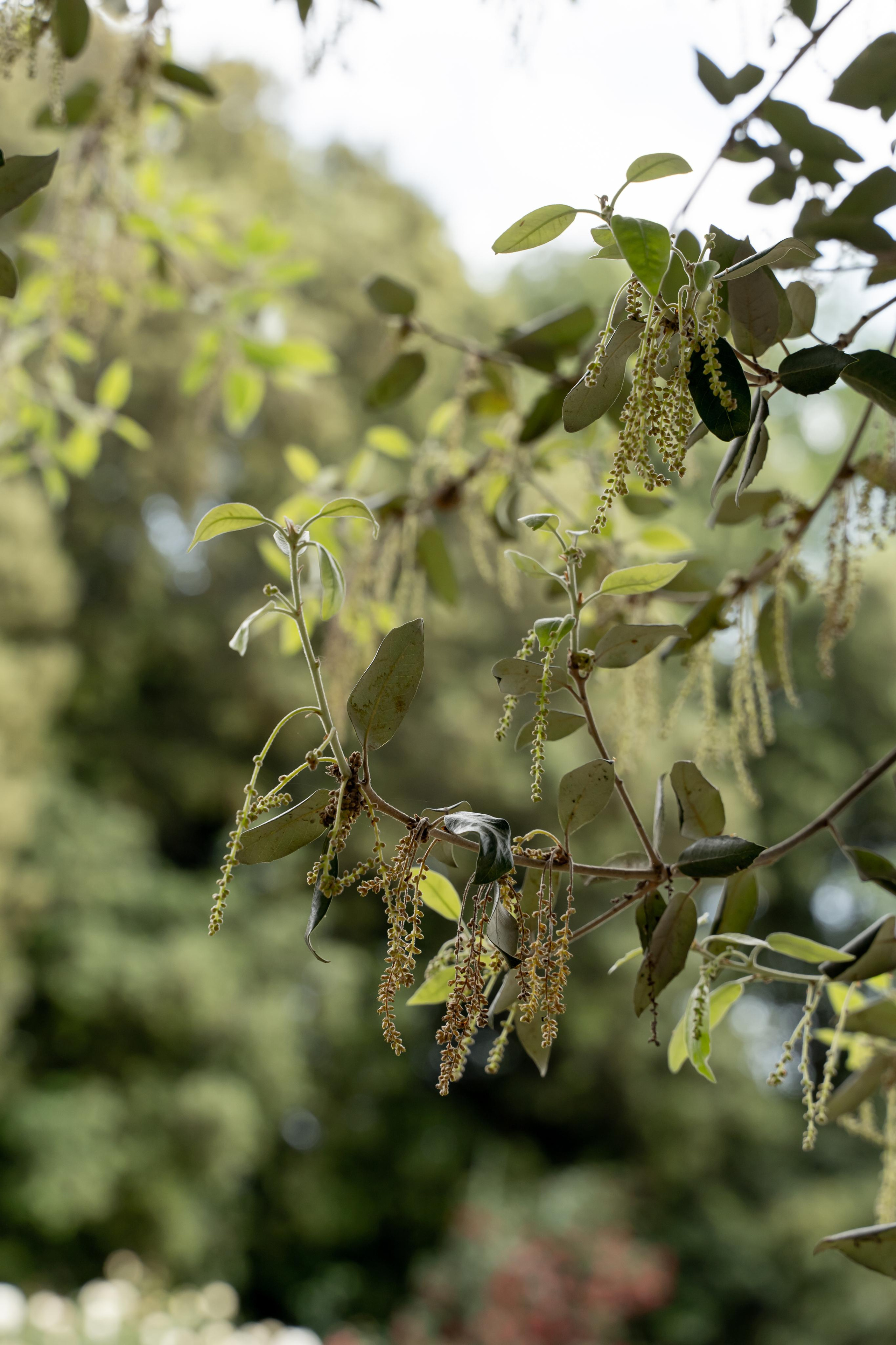 Все растения. Автомобильный фотограф Светлана Усова