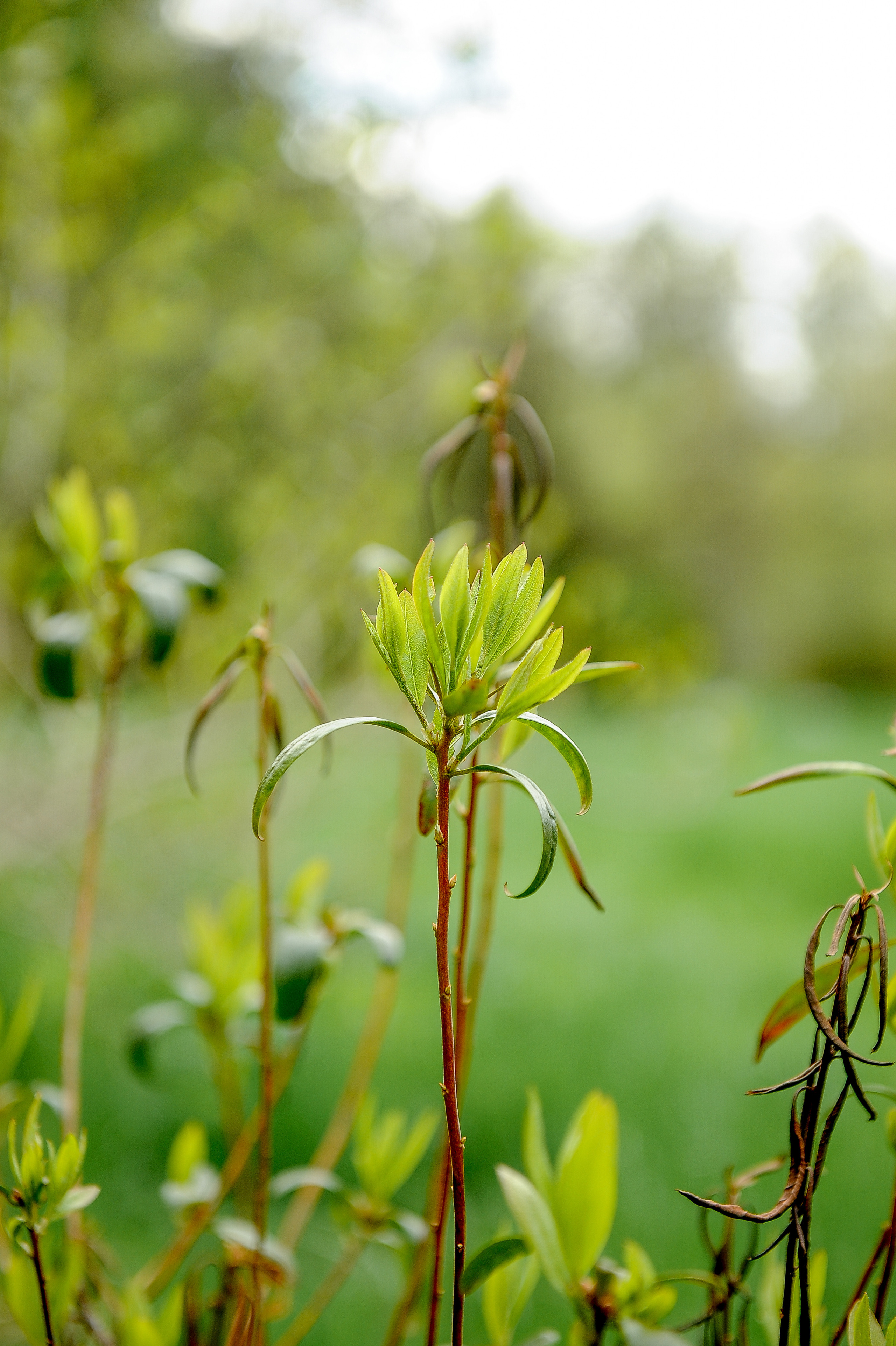 Все растения. Автомобильный фотограф Светлана Усова