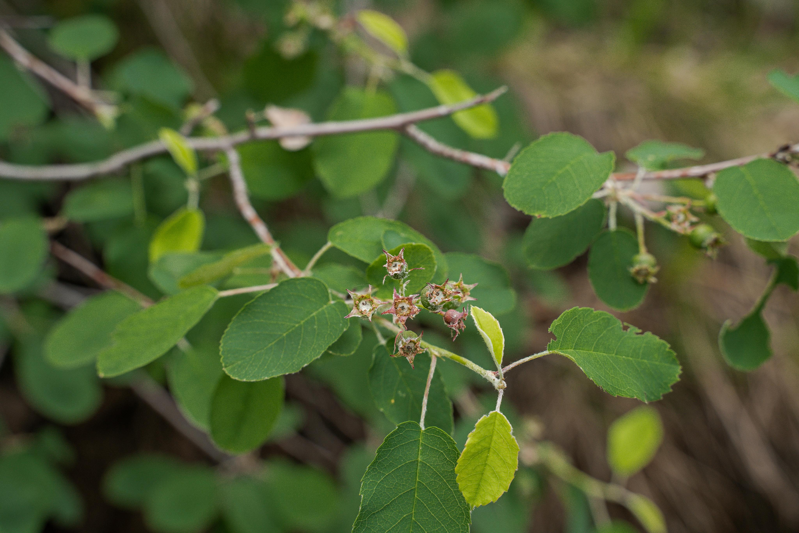Все растения. Автомобильный фотограф Светлана Усова